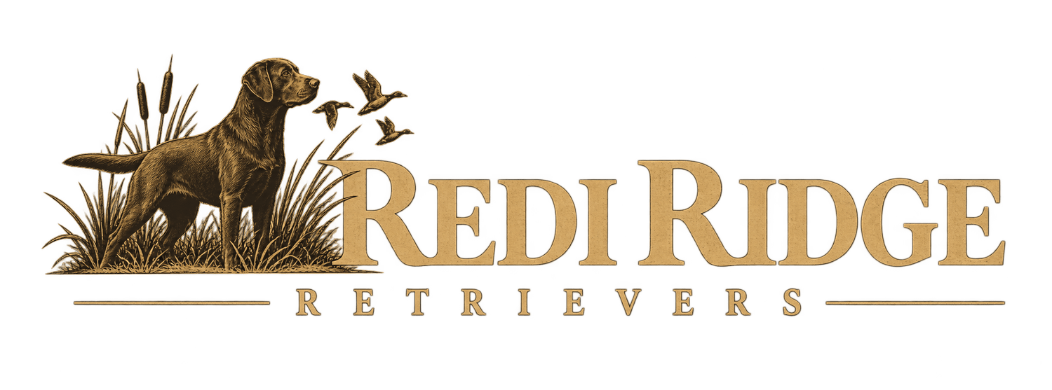 Redi Ridge Retrievers 