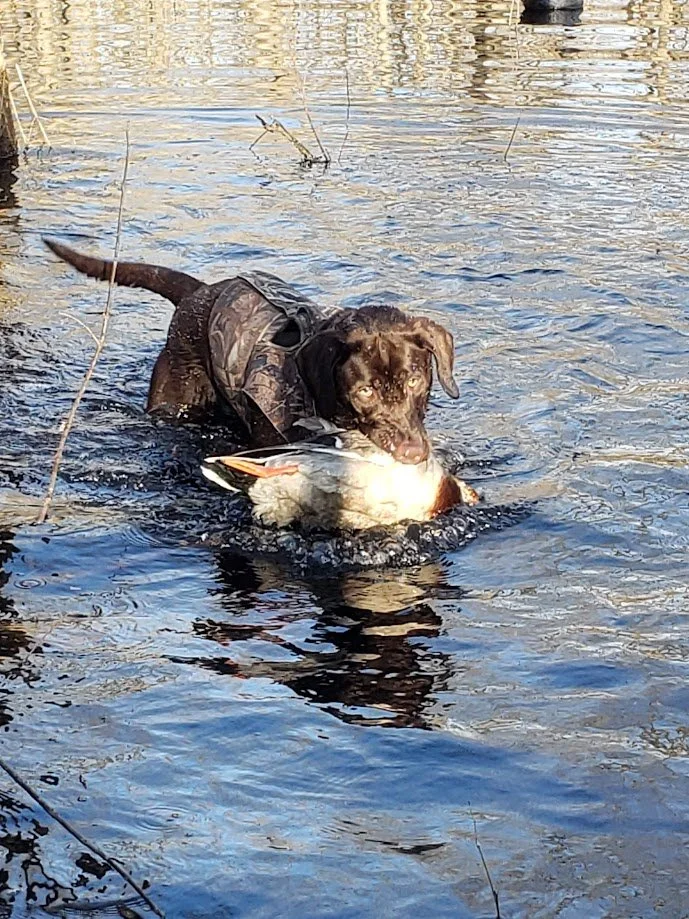 A dog with a camouflage vest retrieving a duck from a body of water.