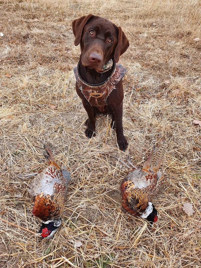 A brown dog wearing a camouflage vest sitting on dry grass, flanked by two dead pheasants.