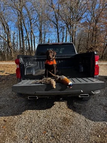A black Labrador Retriever wearing an orange bandana sitting in the open tailgate of a black pickup truck. Next to the dog are two ducks. The background shows leafless trees and a blue sky.