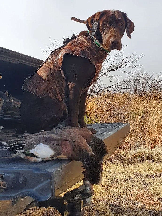 A hunting dog sitting on the tailgate of a truck with a duck lying beside it. The dog is wearing a camouflage vest and is in an outdoor rural setting with dry grass and leafless trees in the background.