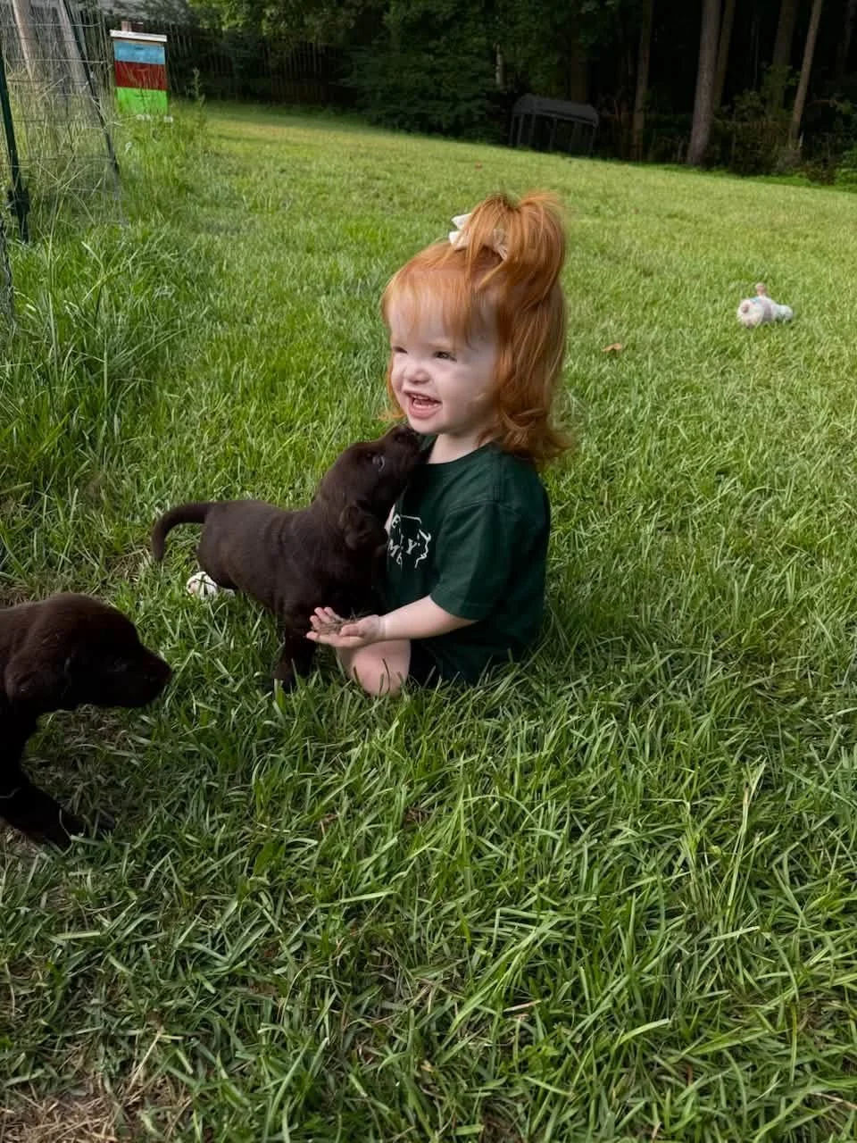 A young girl with red hair and a white bow sitting on grass in a backyard, playing with two puppies, one black and one brown. The girl appears to be fussing or upset, while the puppies are close to her, with one licking her face. There is a small stuffed animal in the distance, and a fence and trees in the background.