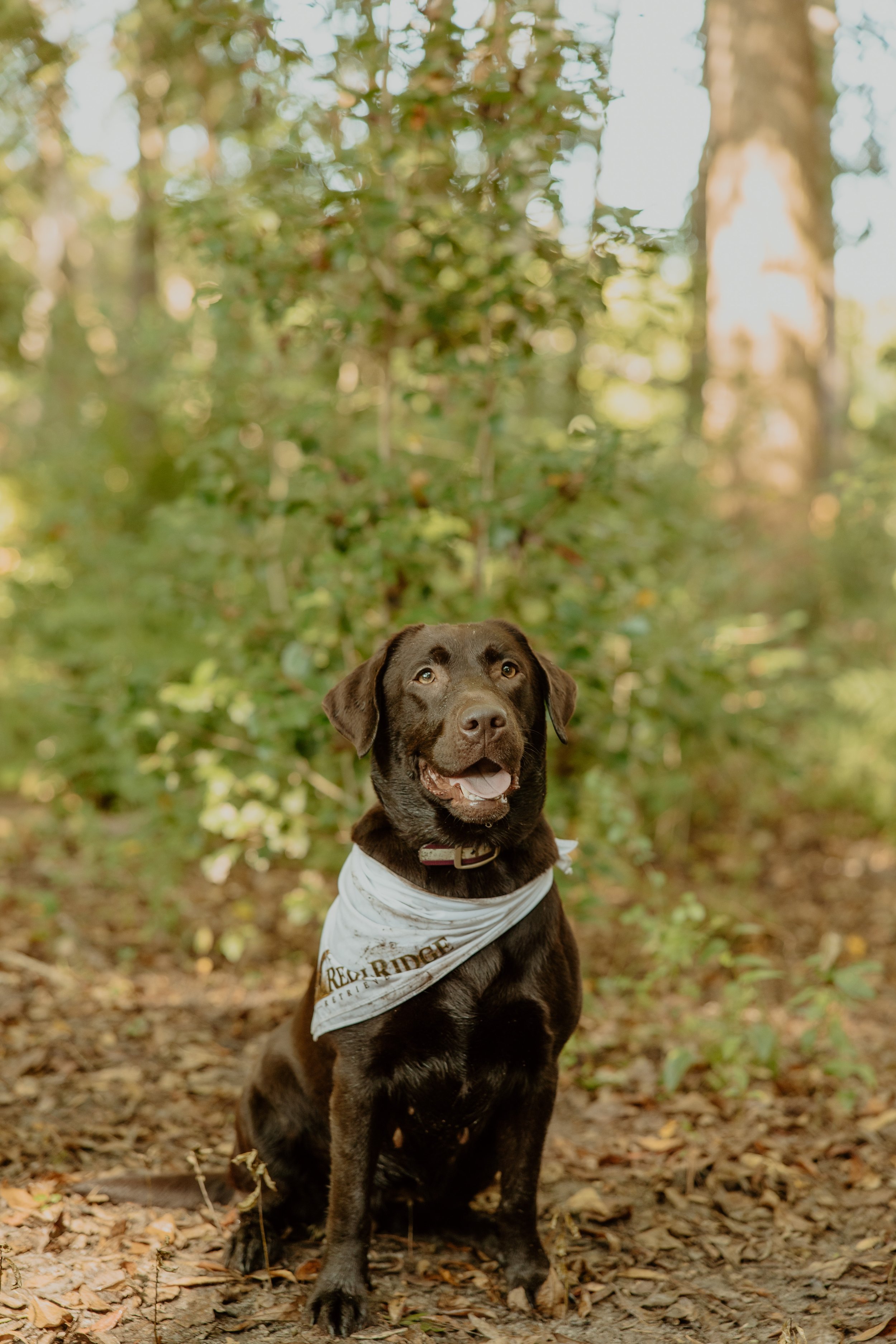 A brown dog with a white bandana around its neck sitting on a forest trail surrounded by trees and fallen leaves, looking up and smiling.