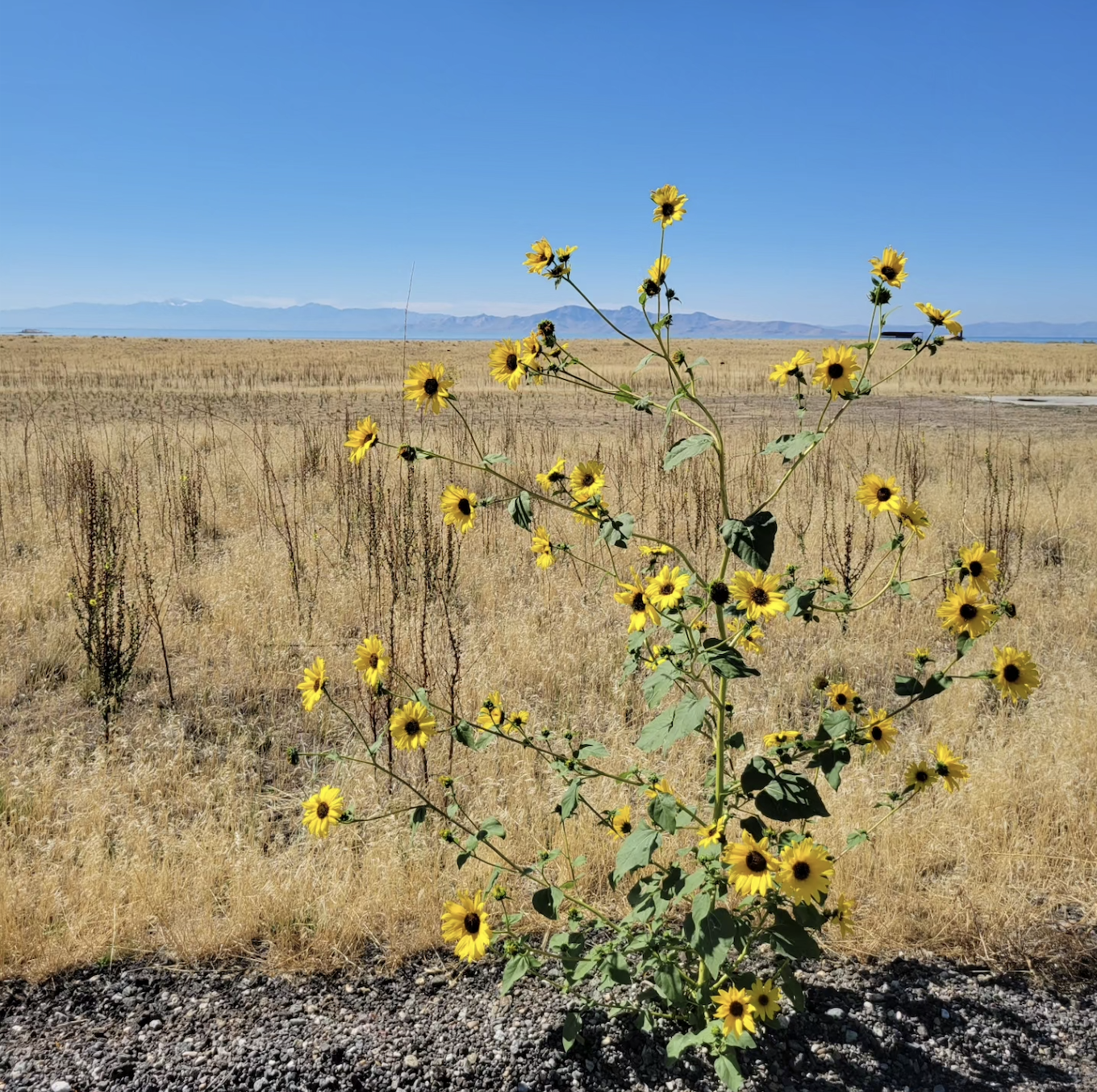 Yellow wildflowers growing in a dry, open field with mountains and a blue sky in the background.