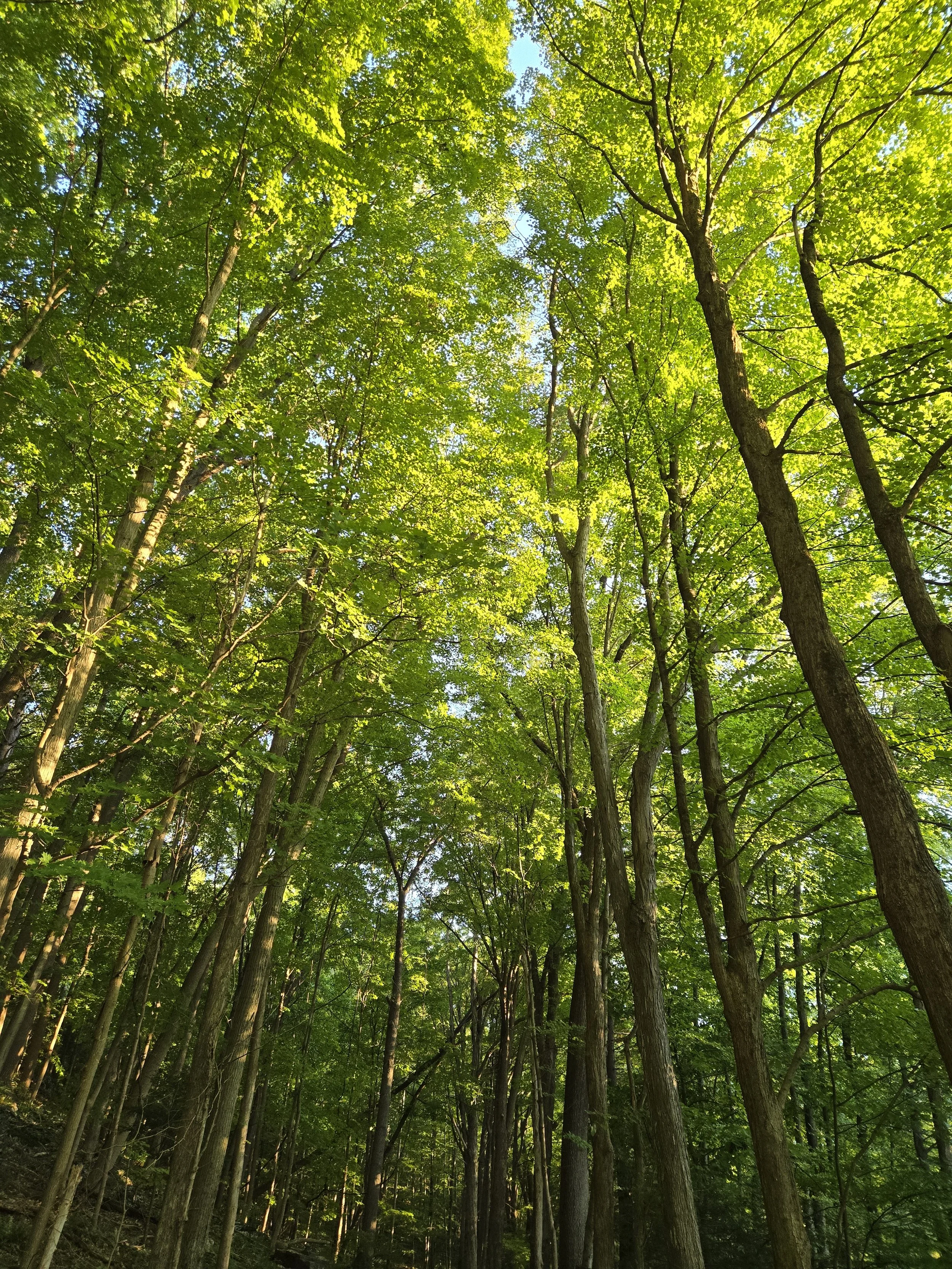 Tall trees with green leaves in a dense forest under a bright blue sky.