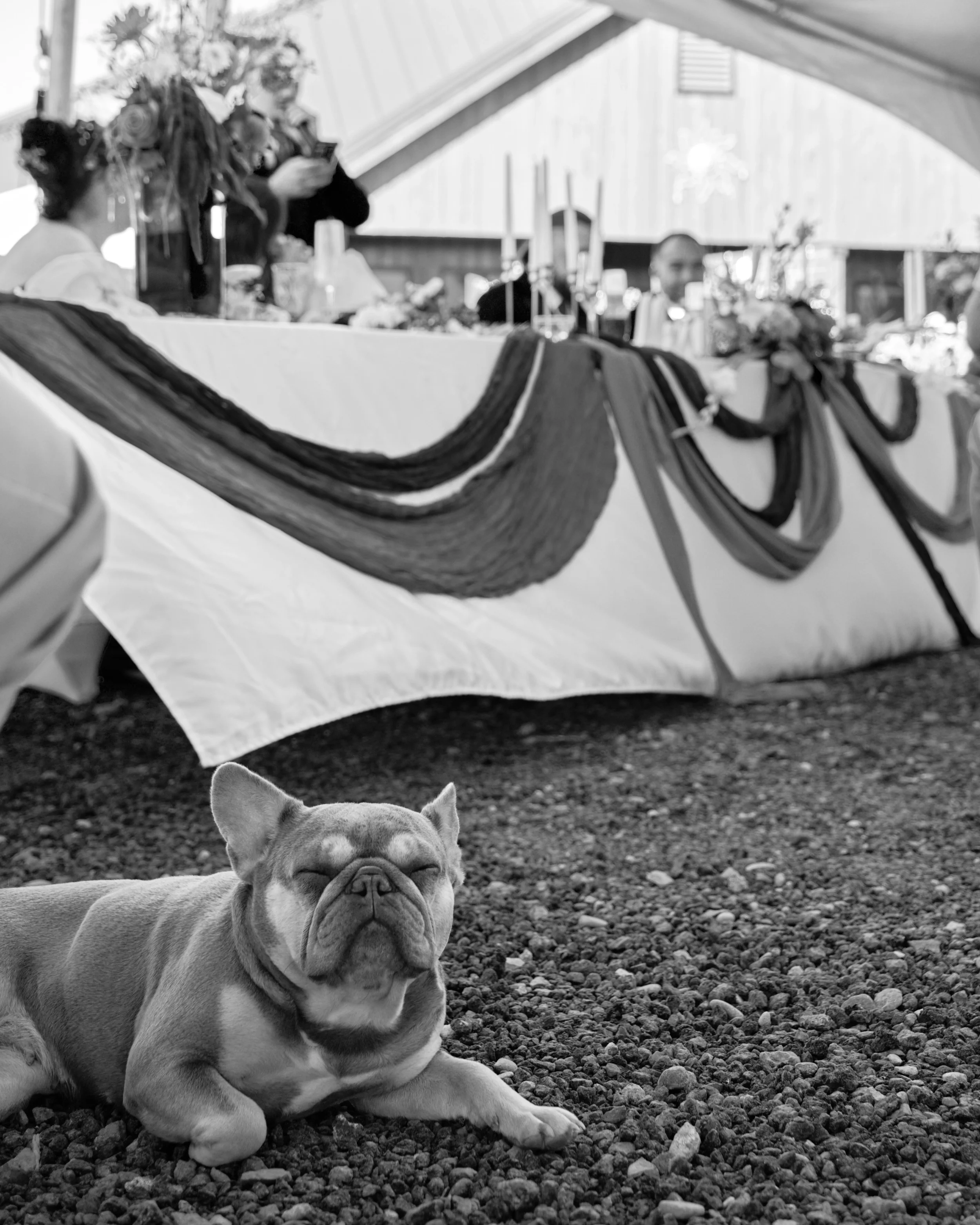 A close-up black and white photo of a relaxed French Bulldog lying on gravel, with people and a table decorated with flowers and drapes in the background.