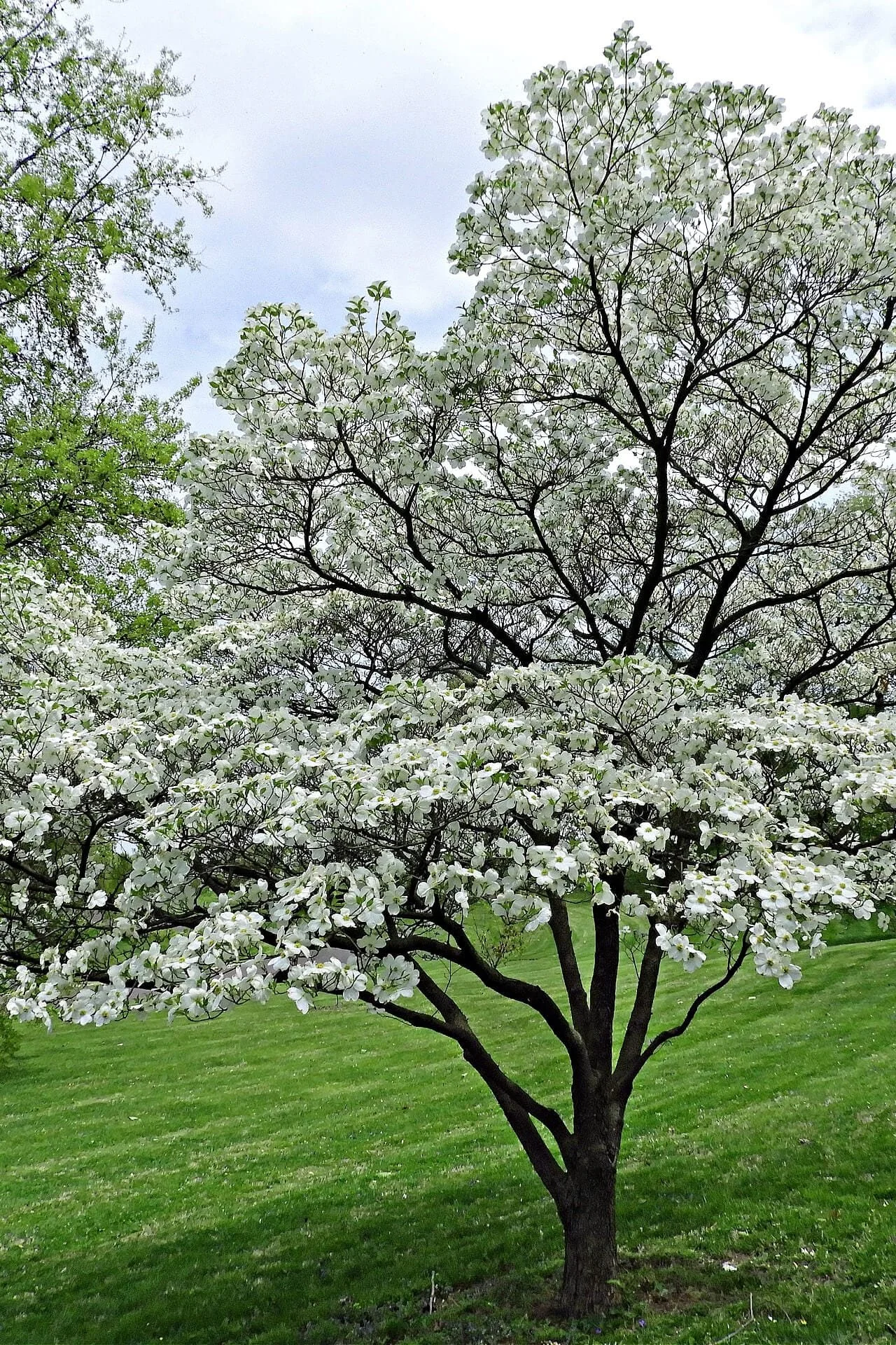 White flowering dogwood tree in bloom on a grassy lawn