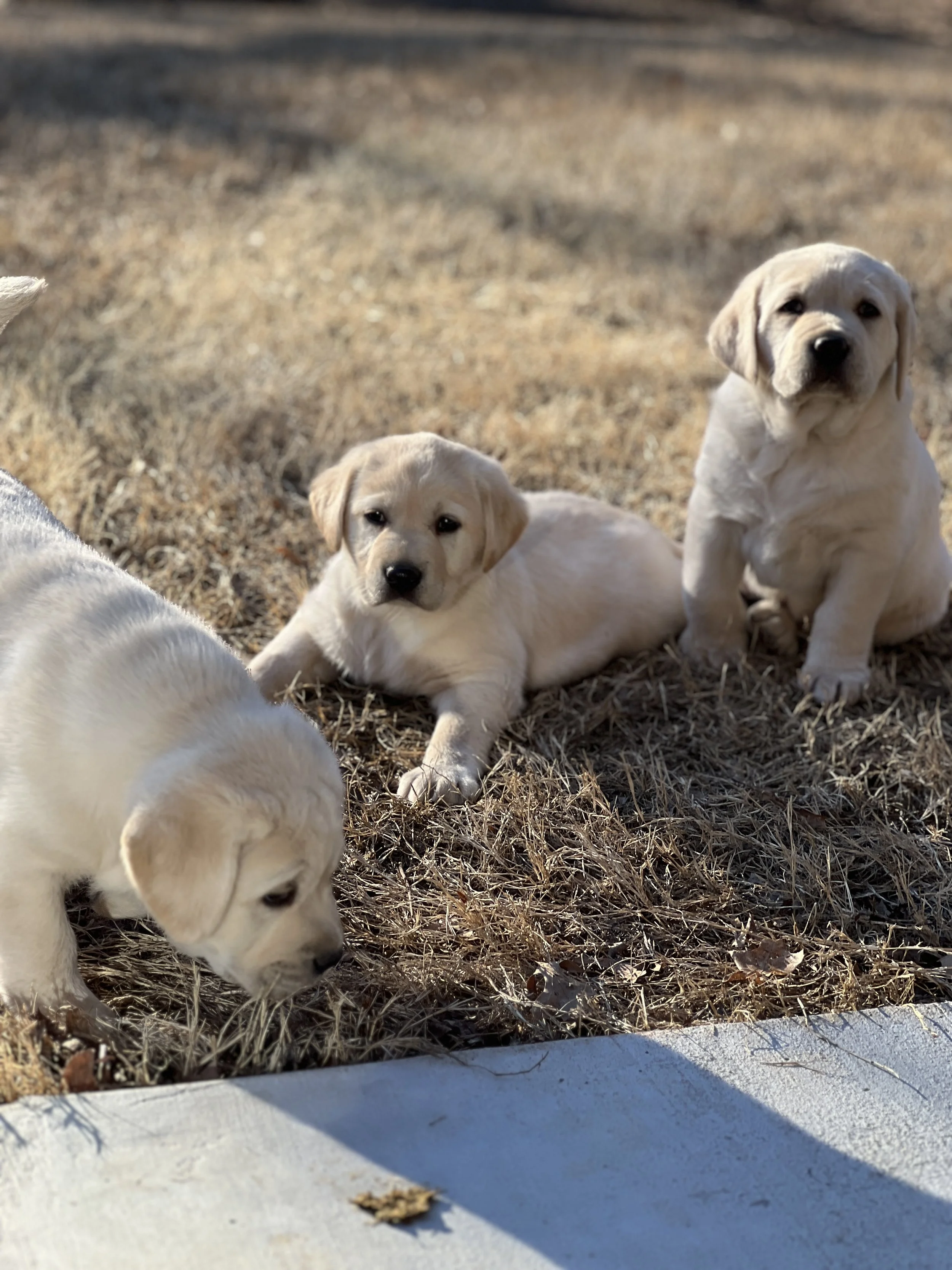 Three yellow Labrador Retriever puppies from a previous Summer's End Labradors litter enjoying time outdoors on the farm.