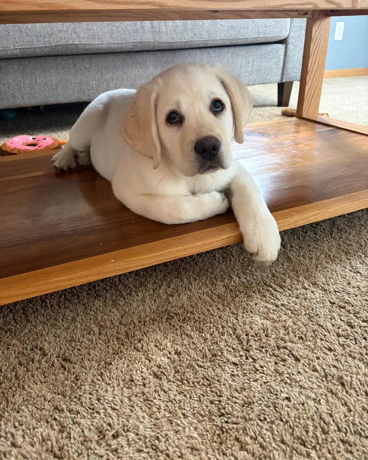 Yellow Labrador Retriever puppy from a previous Summer's End Labradors litter relaxing inside its family home.