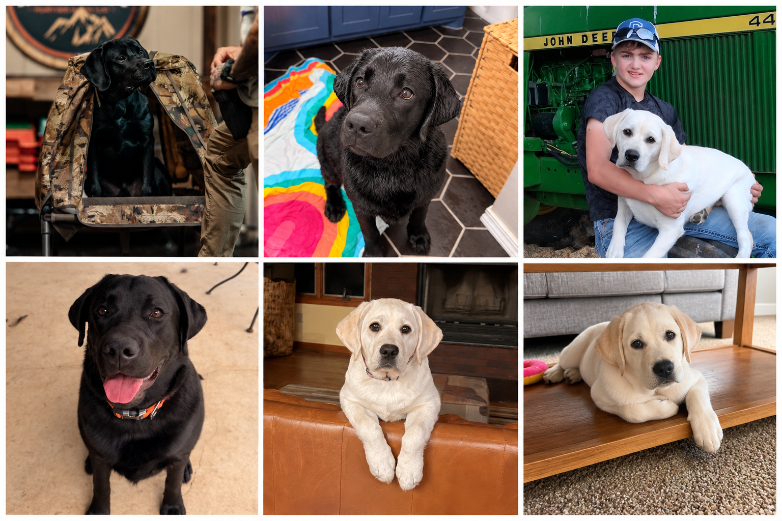 Labrador Retriever puppies from previous Summer's End Labradors litters, pictured at home, outdoors, and with family.