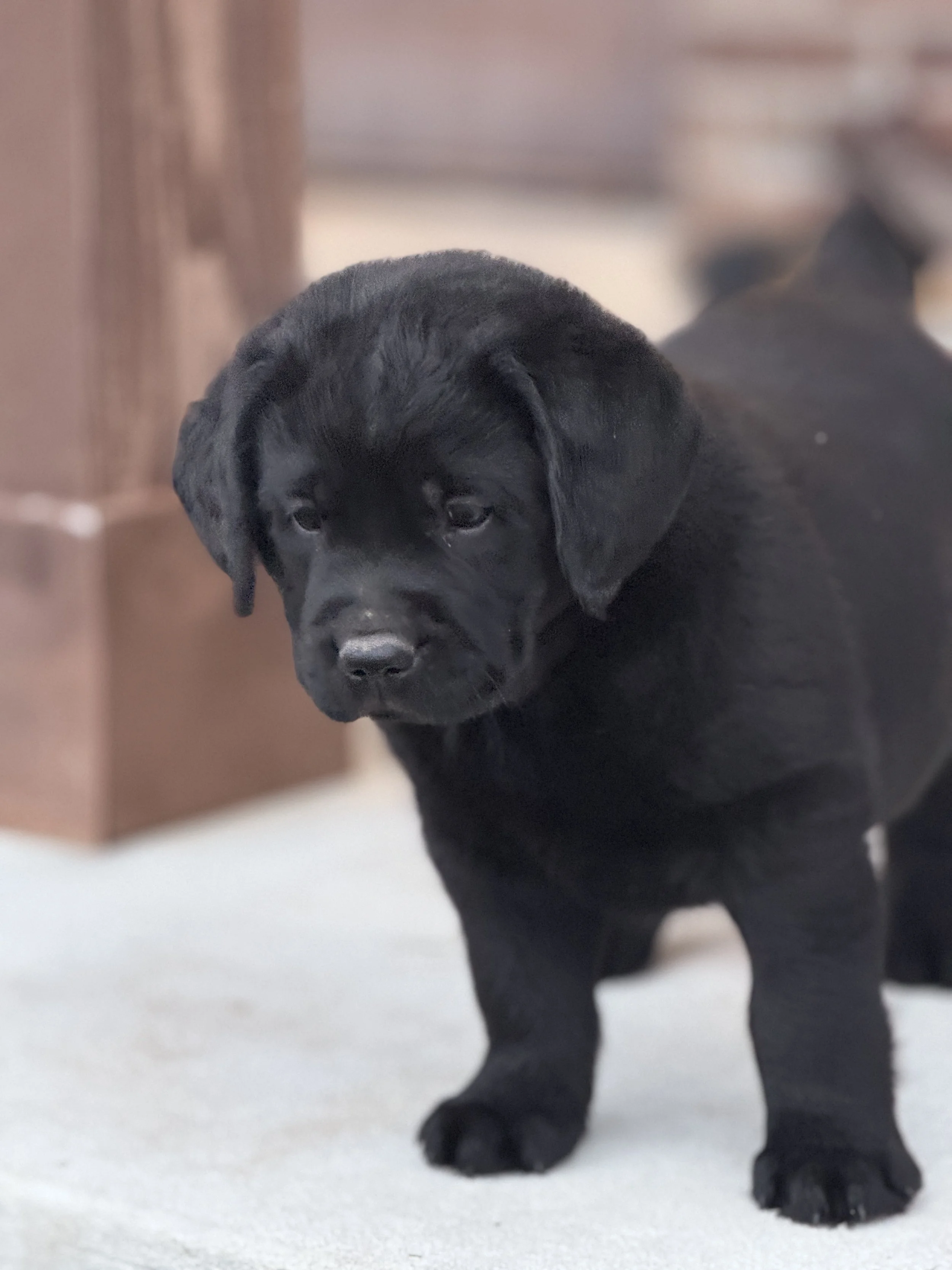 Black Labrador Retriever puppy from a previous Summer's End Labradors litter.