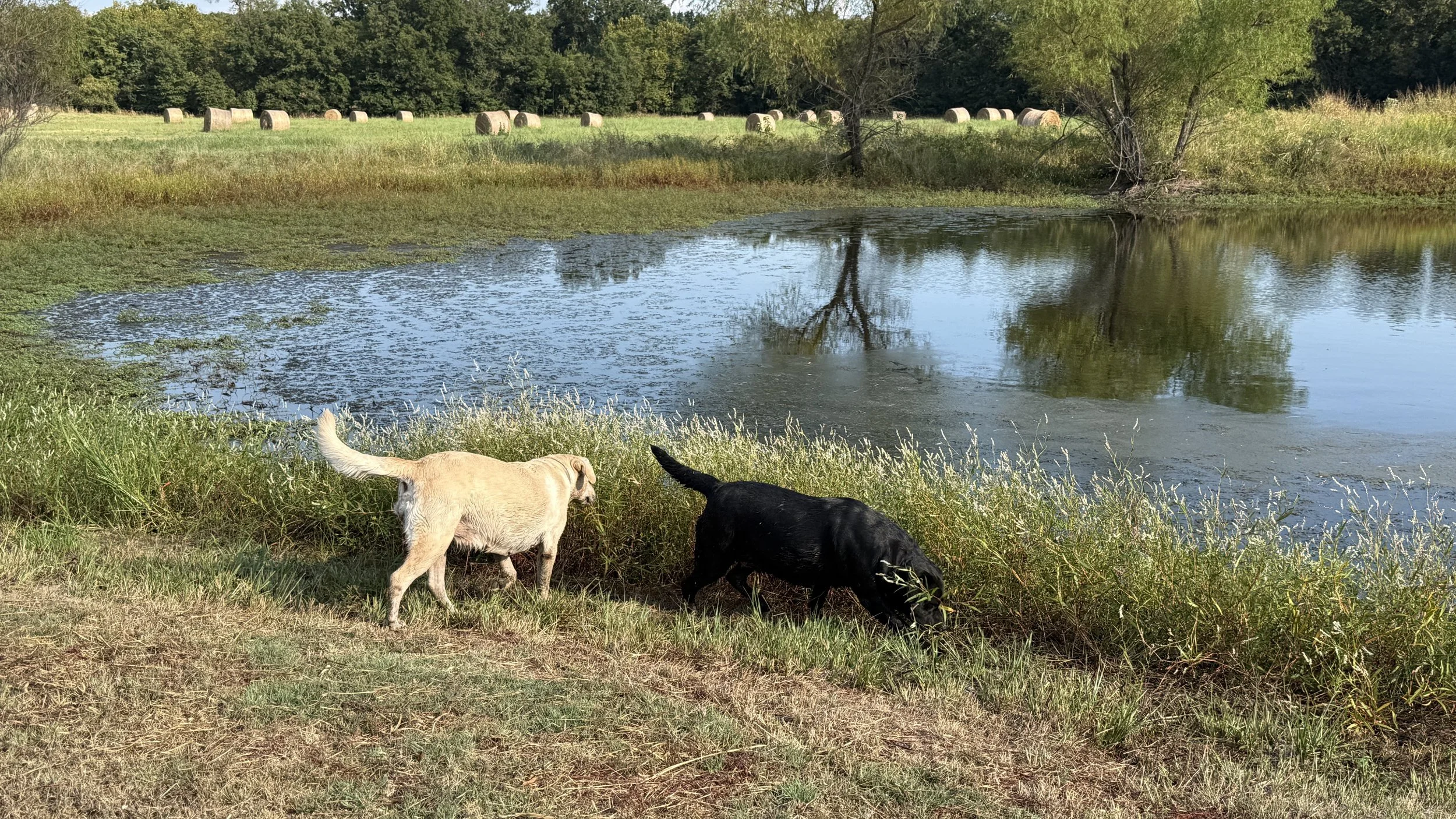 Oakley, a black Labrador Retriever, and Remi, a yellow Labrador Retriever, exploring beside the pond on the Summer's End Labradors farm in Oologah, Oklahoma.