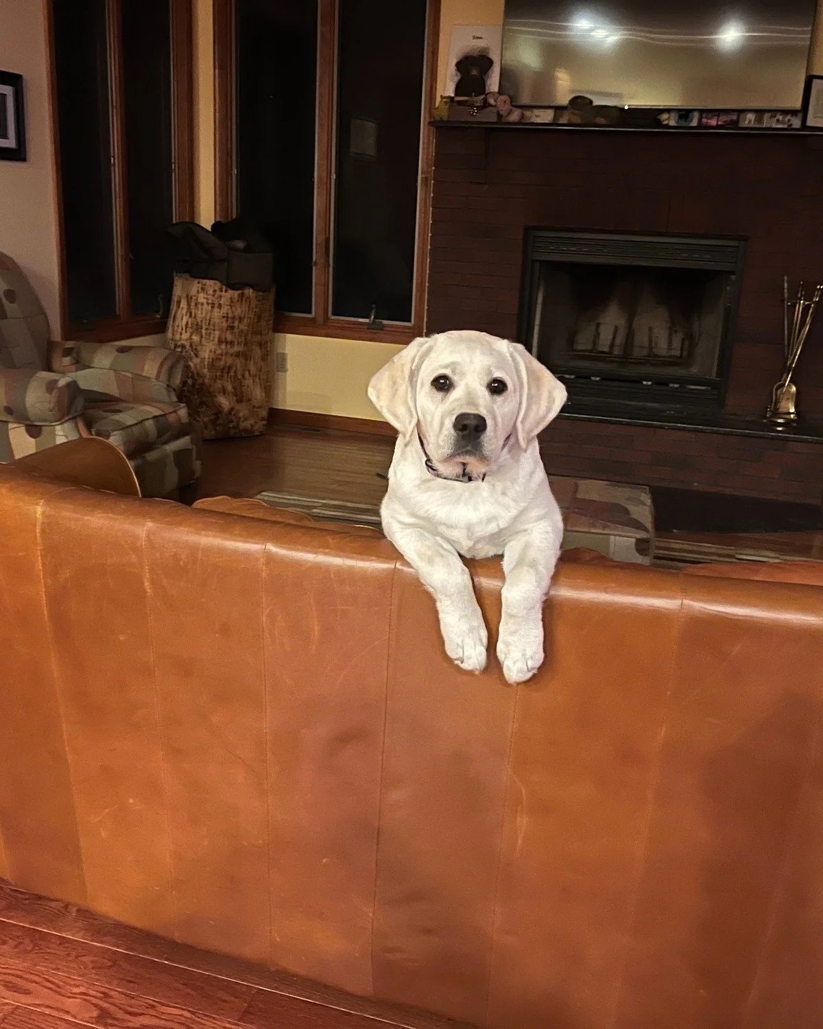 Yellow Labrador Retriever puppy from a previous Summer's End Labradors litter relaxing with the family at home.