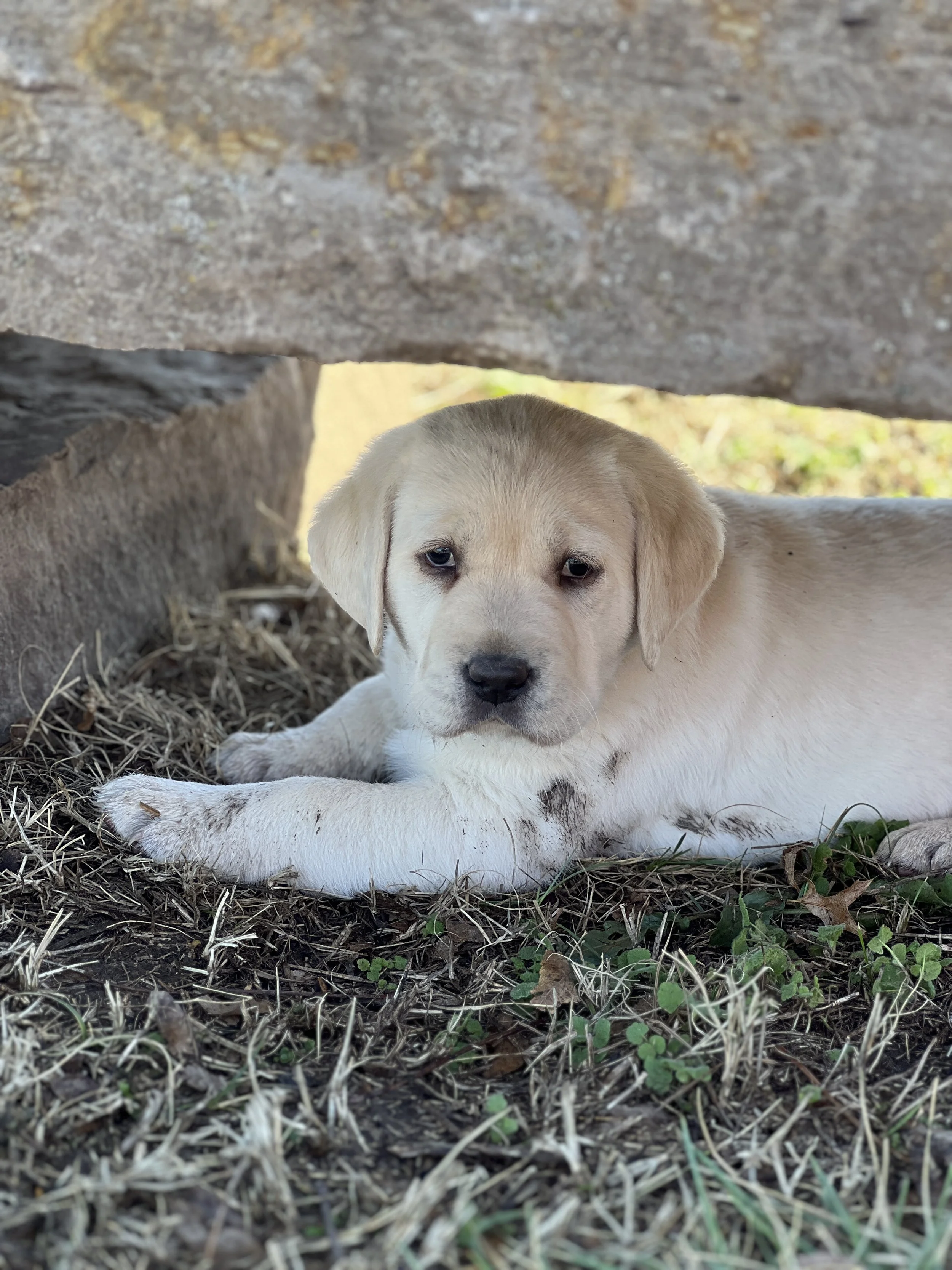 Yellow Labrador Retriever puppy from a previous Summer's End Labradors litter relaxing outdoors on the farm.