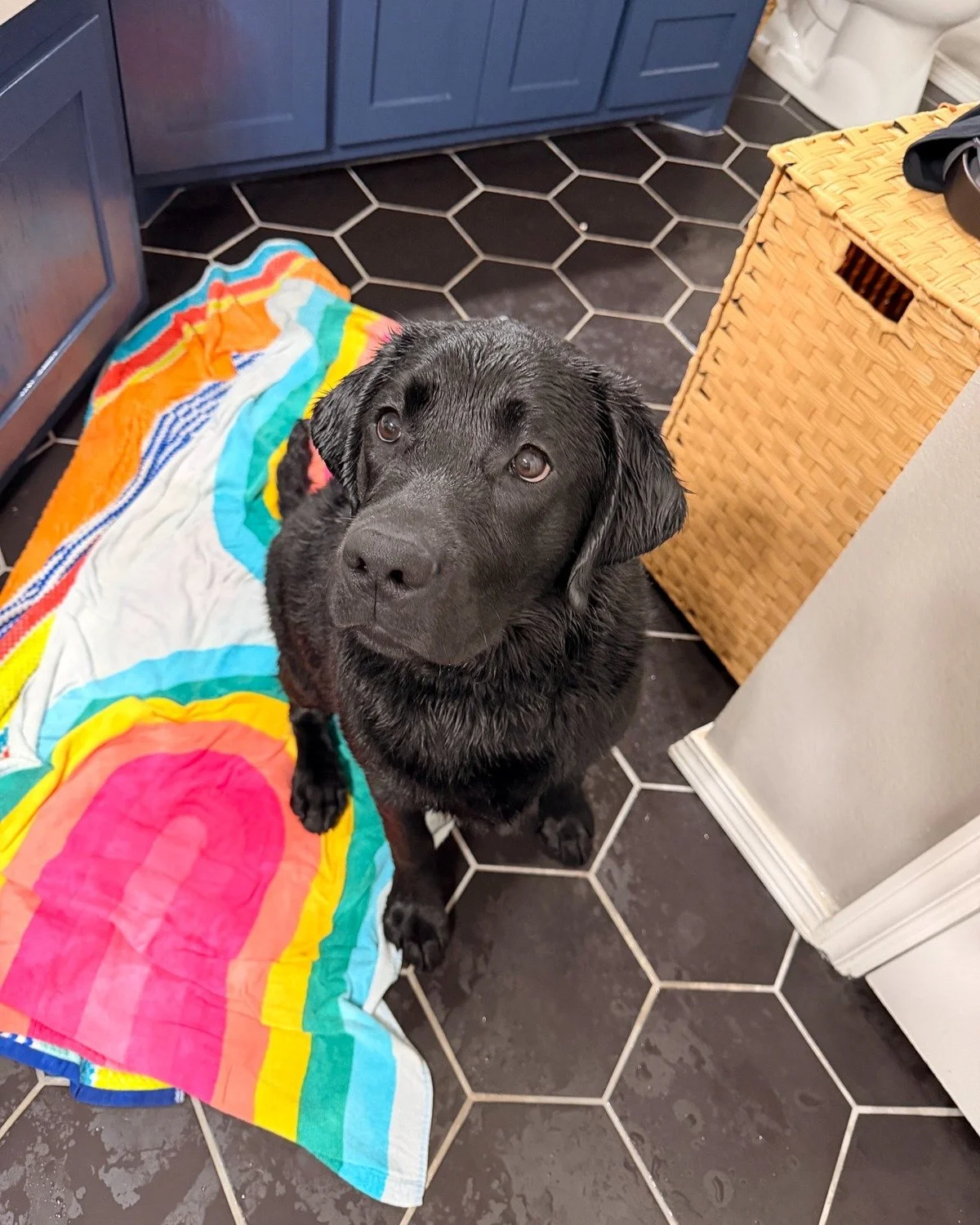 Black Labrador Retriever puppy from a previous Summer's End Labradors litter after enjoying the water.