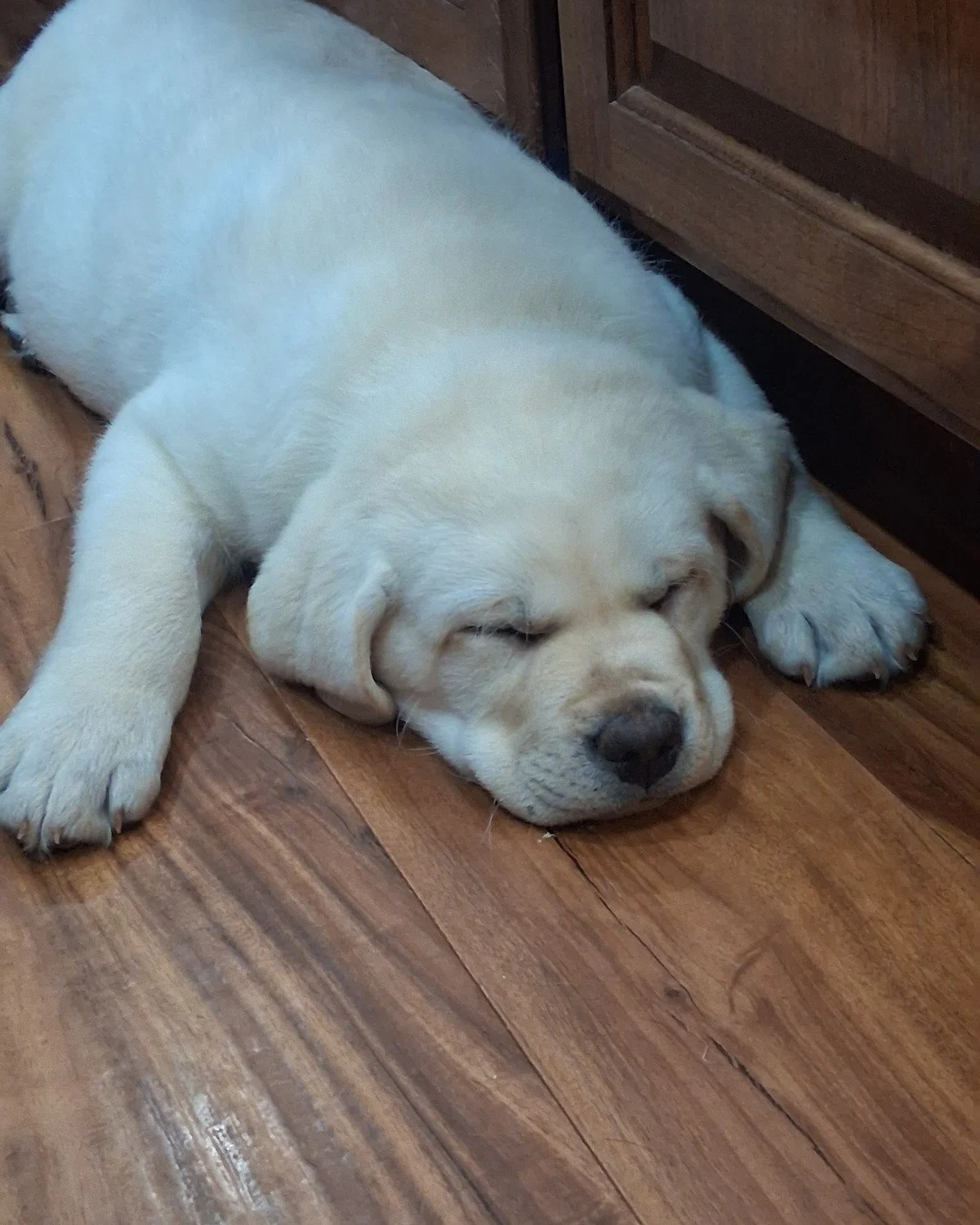 Yellow Labrador Retriever puppy from a previous Summer's End Labradors litter sleeping inside the family home.