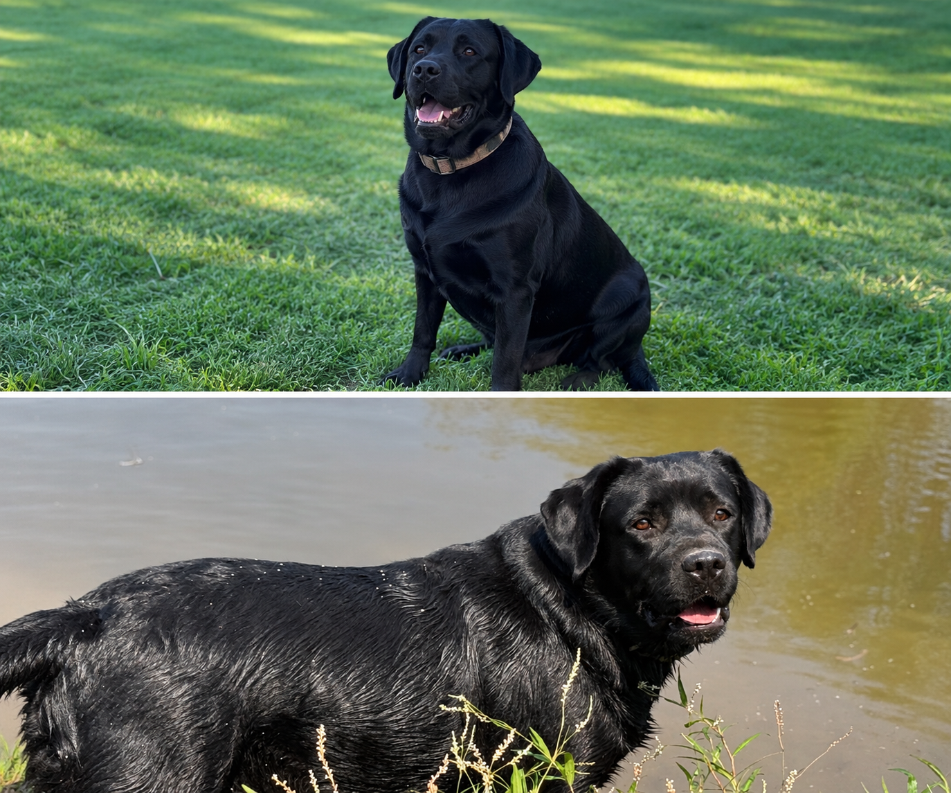 Oakley, a black Labrador Retriever, pictured on the farm and beside the pond at Summer's End Labradors in Oologah, Oklahoma.