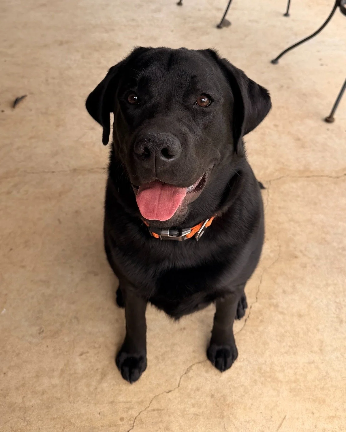 Black Labrador Retriever from a previous Summer's End Labradors litter, grown and enjoying life with its family.