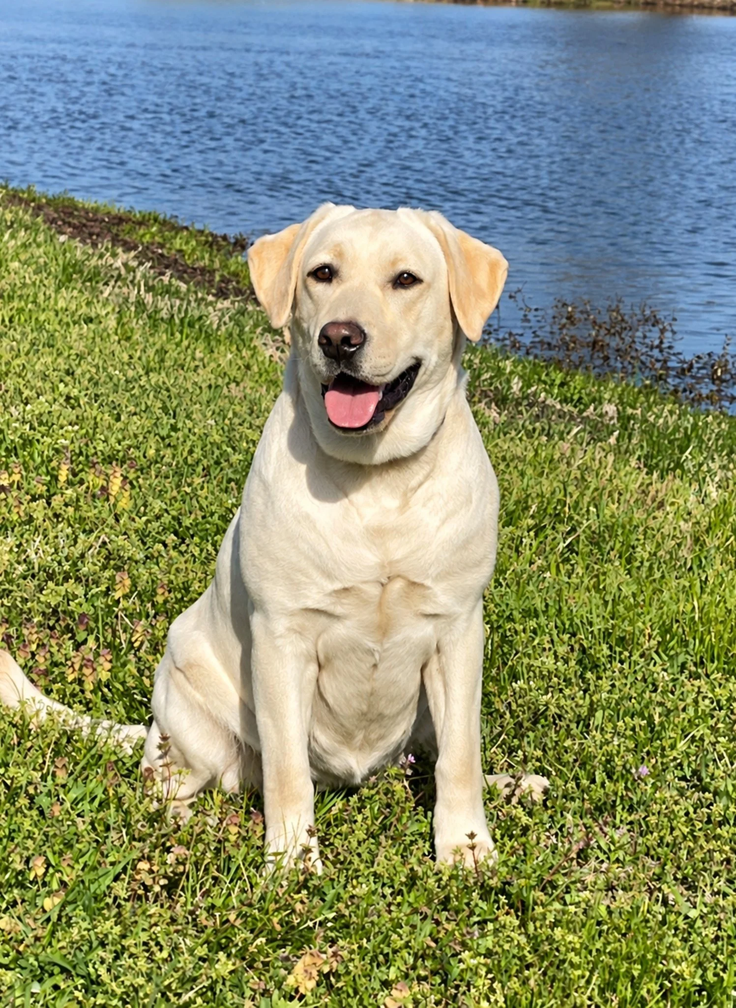 Remi, a yellow Labrador Retriever at Summer's End Labradors, sitting near the pond on the family farm in Oologah, Oklahoma.