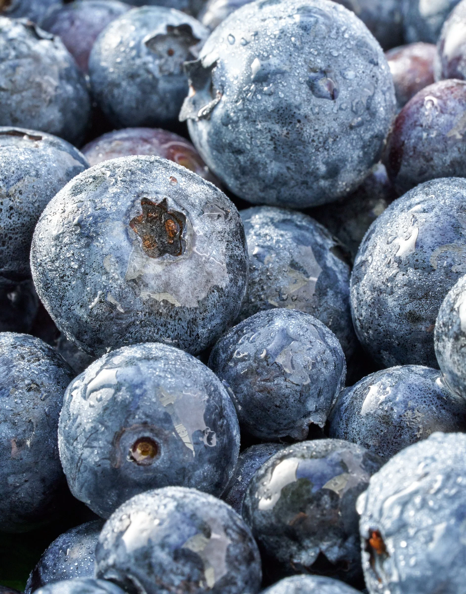 Close-up of blueberries with condensation or water droplets on their surface.