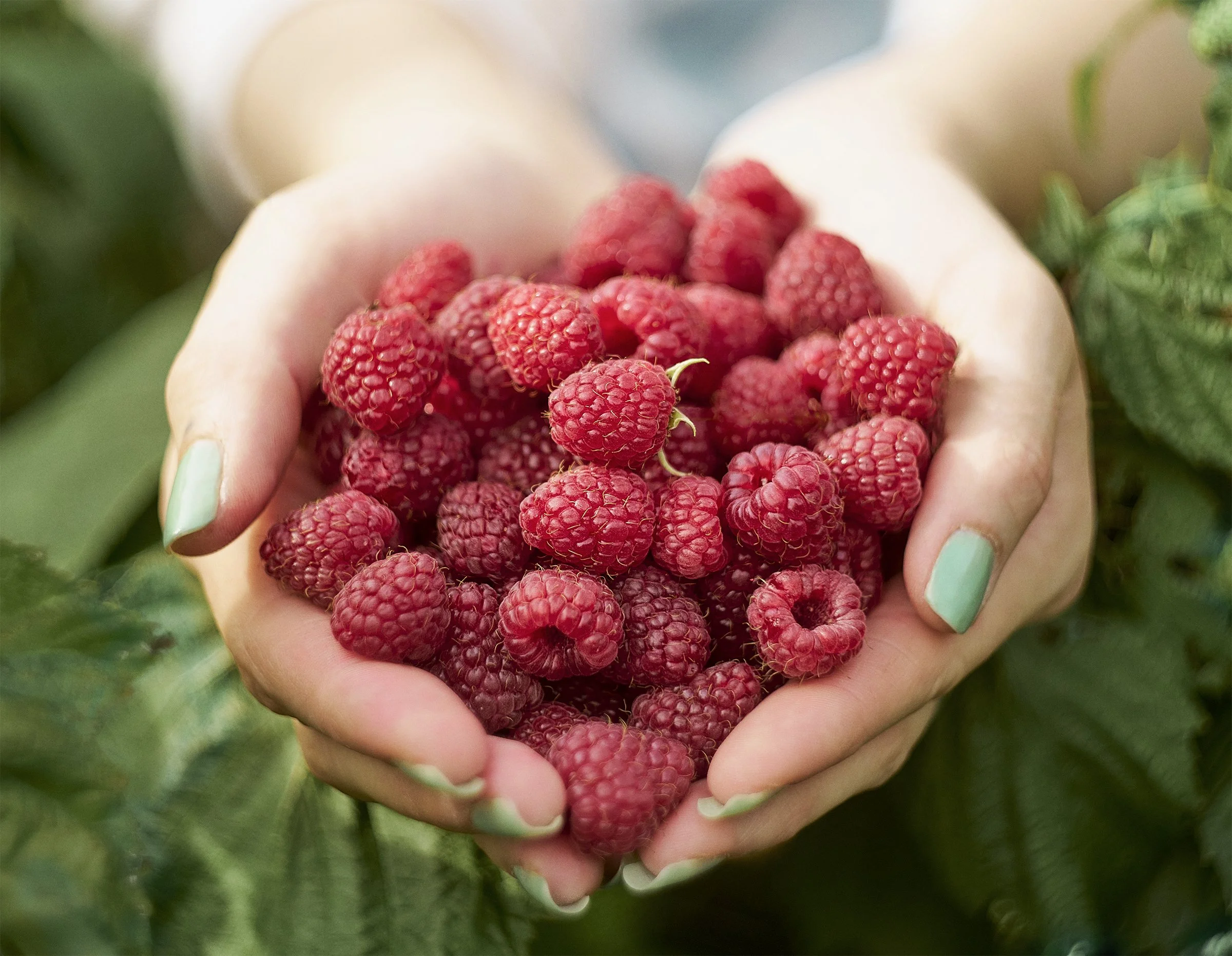 Close-up of a hand holding red raspberries. The thumb and index finger are visible with mint green nail polish, and the background shows green leaves and blurred areas.