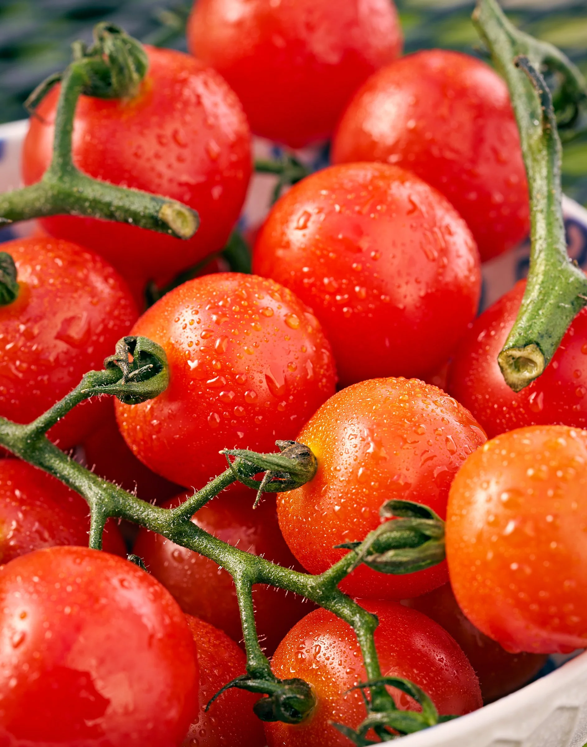 Close-up of several ripe red tomatoes with water droplets on their surface, attached to green vines.