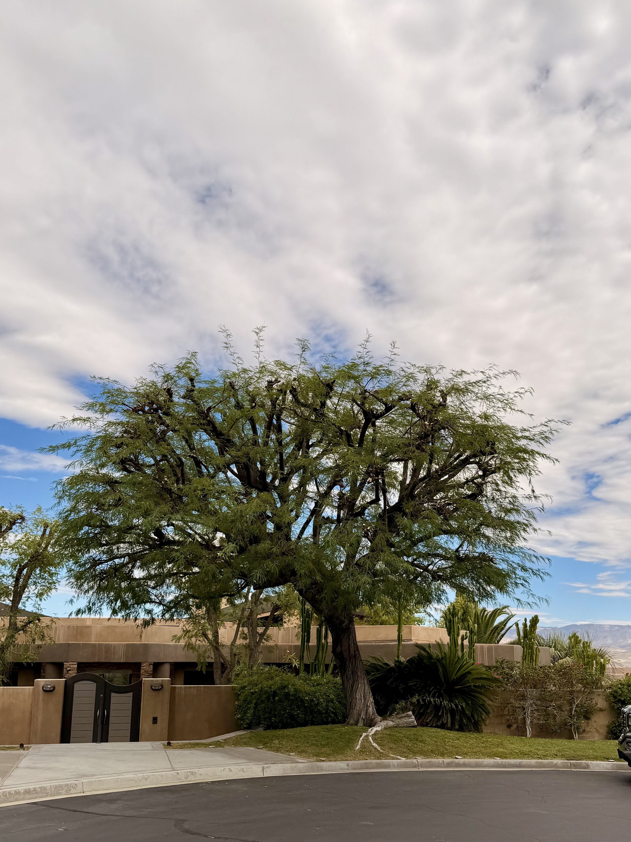 A desert tree with green leaves and a twisted white trunk in a yard, with a beige wall and a gate, and a cloudy sky above.