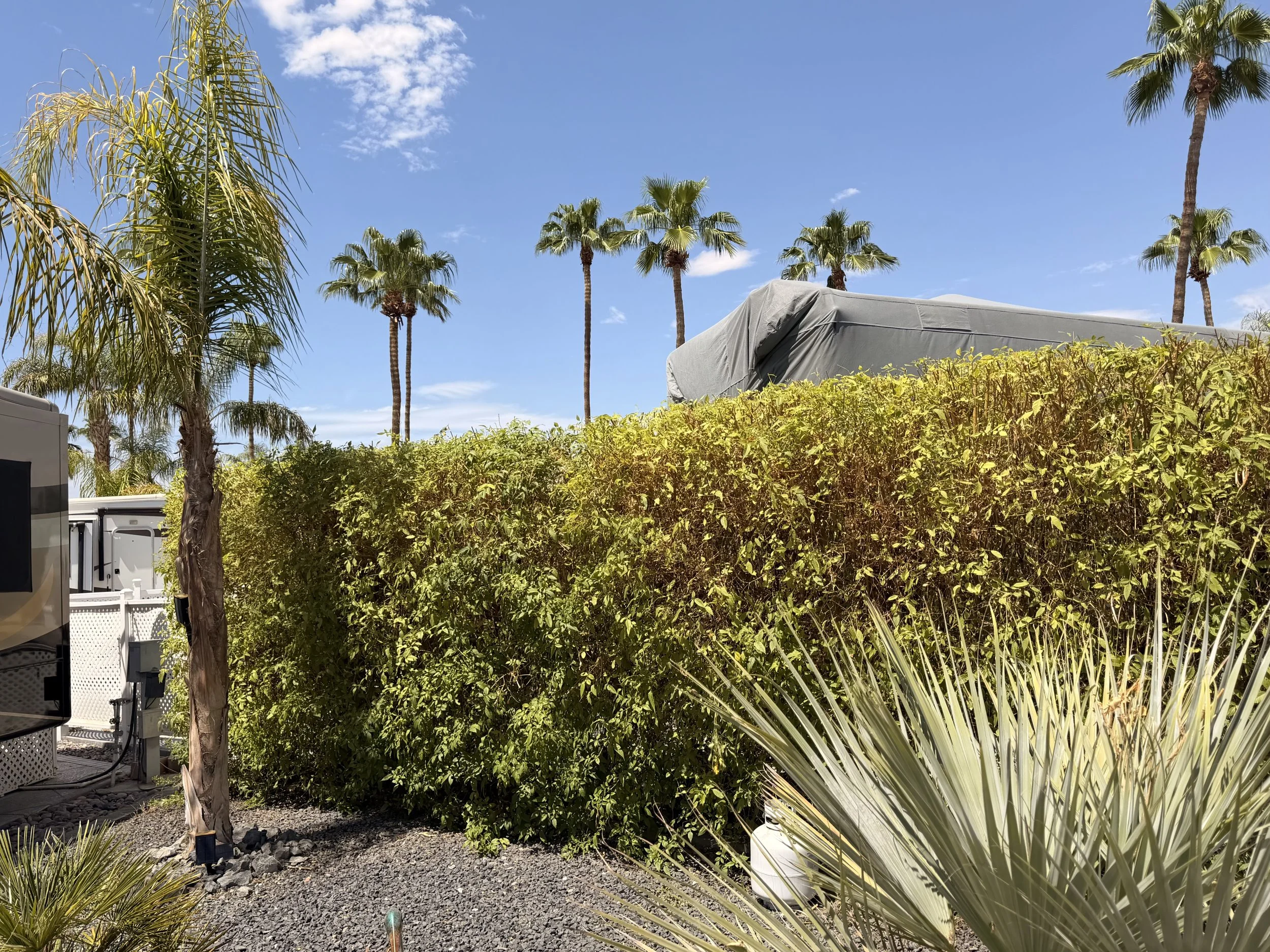 A backyard scene with palm trees, a shrub hedge, and a clear blue sky with a few clouds. There is also an uncovered outdoor item, possibly a grill, on the right side of the image.