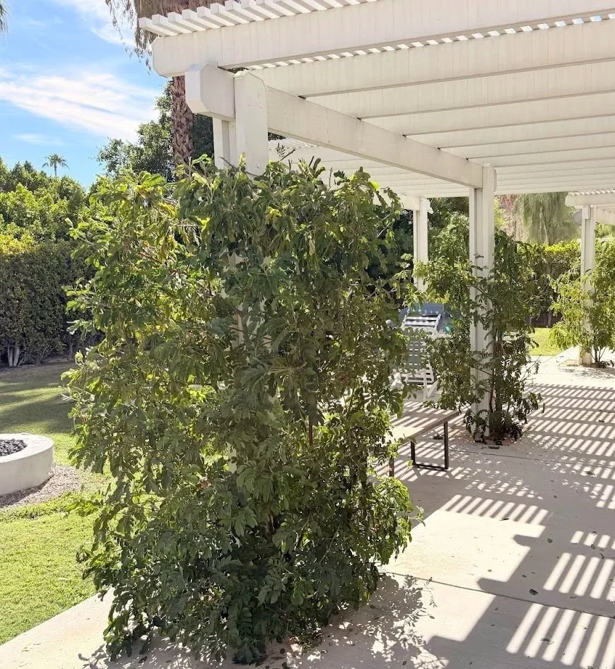 Green leafy plants on a patio under a white pergola with shadows cast on the concrete ground, part of a backyard with trees and bushes in the background.