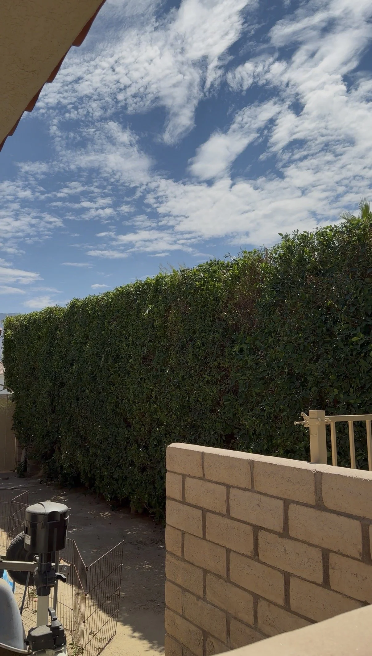 A backyard scene with a tall, green hedge, a stone wall, and a blue sky with scattered white clouds.