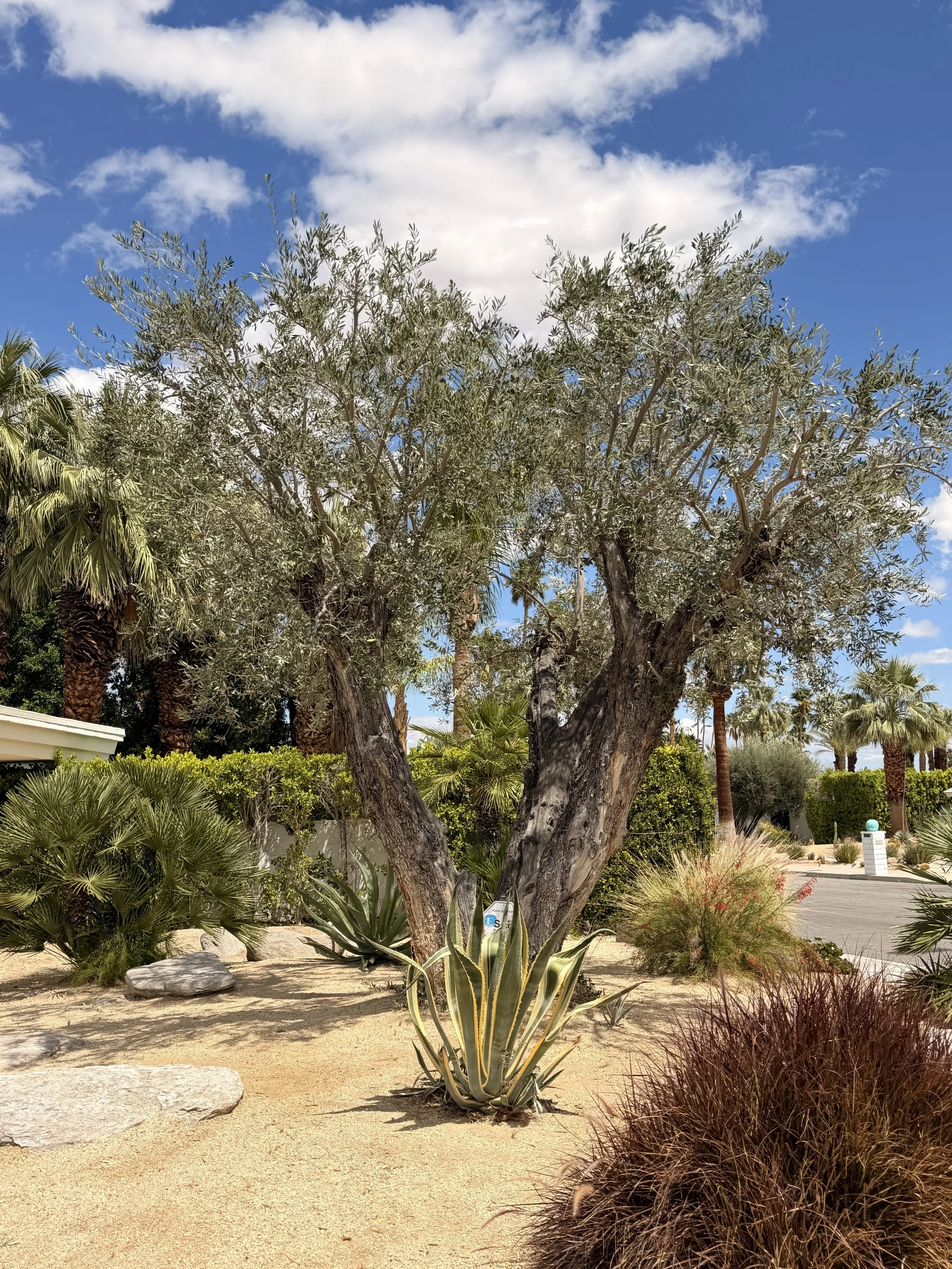 A desert landscape with a large silvery-green tree in the center, surrounded by various desert plants, including agave and cypress, under a partly cloudy blue sky.