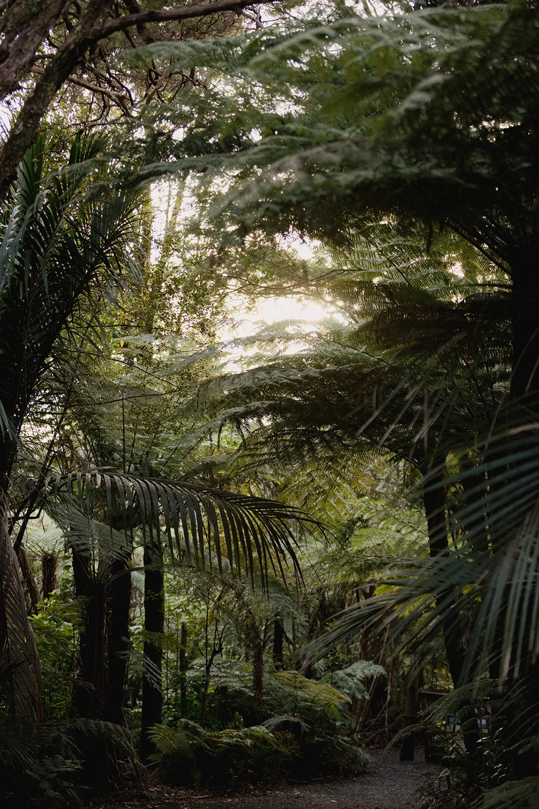 Sunlight filters through dense green tropical foliage in a forest scene.