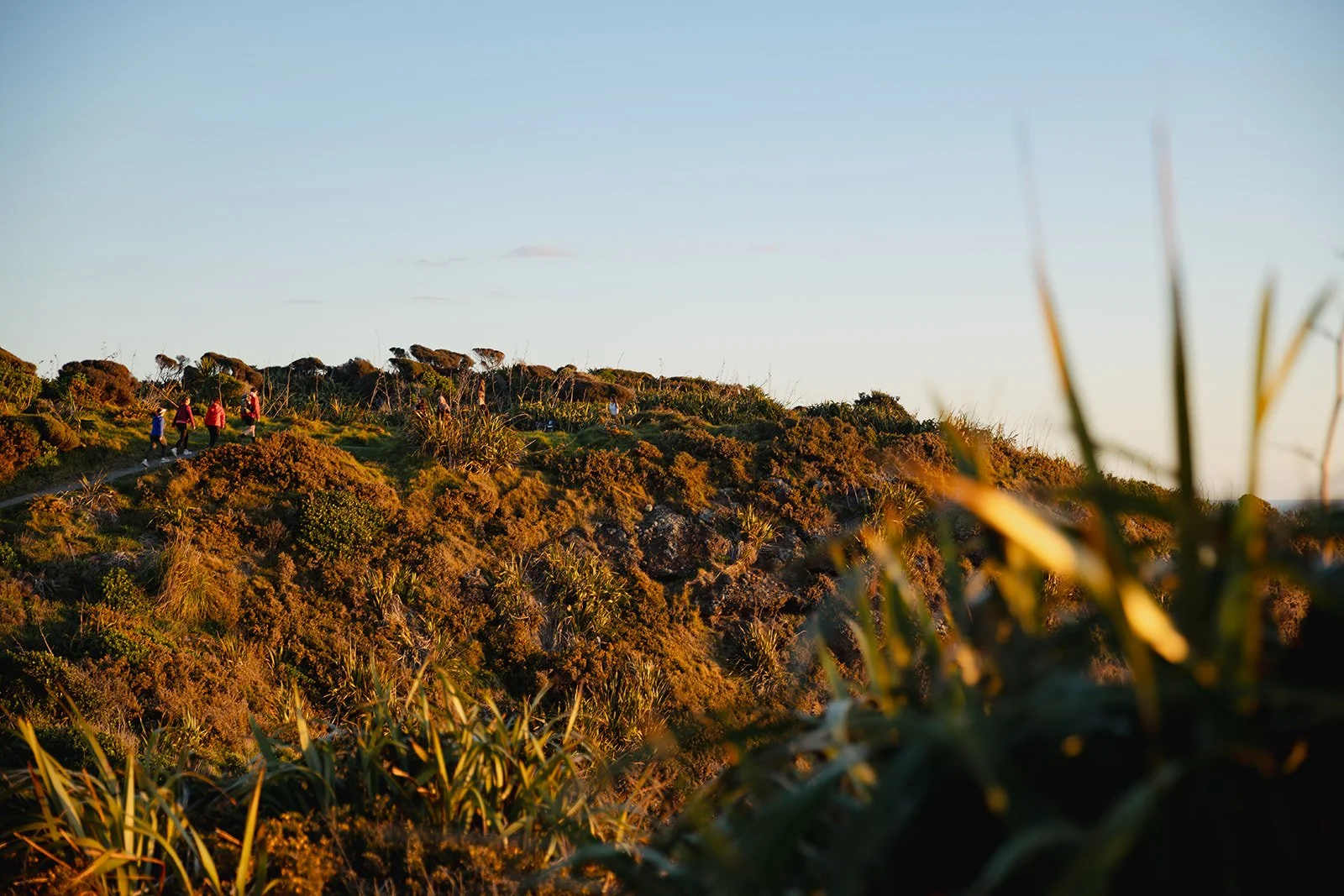 People hiking into the sunset on a guided tour in kauri forest overlooking the west coast of Auckland
