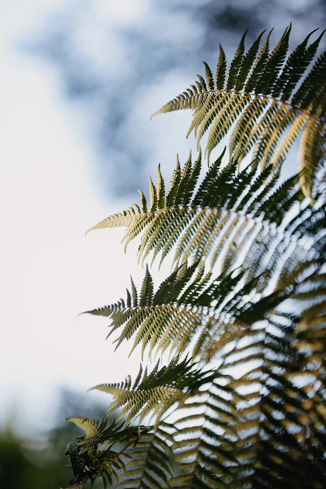 Close-up of fern leaves against a blurred sky background.