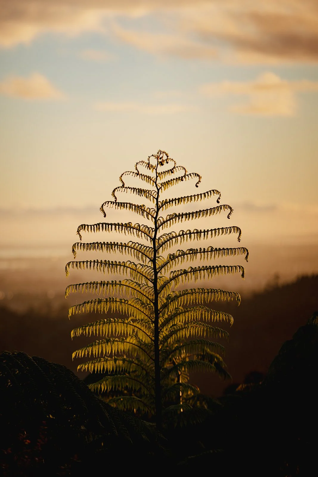 A silhouette of a fern leaf against a sunset sky with clouds and a distant horizon.