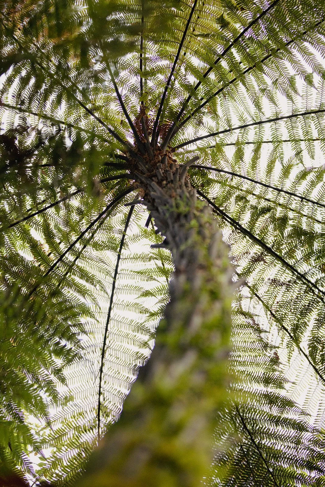 Looking up at the canopy of tall ferns in a lush forest, showing green fronds and a cloudy sky above.