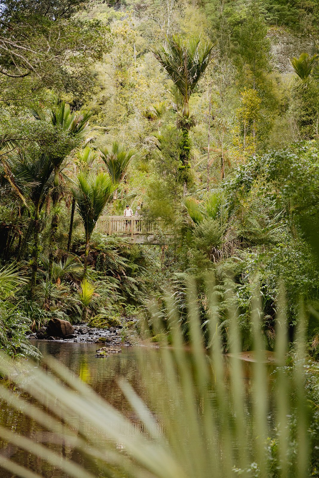 Private tour hiking through native rainforest in Auckland's Waitakere Ranges, New Zealand