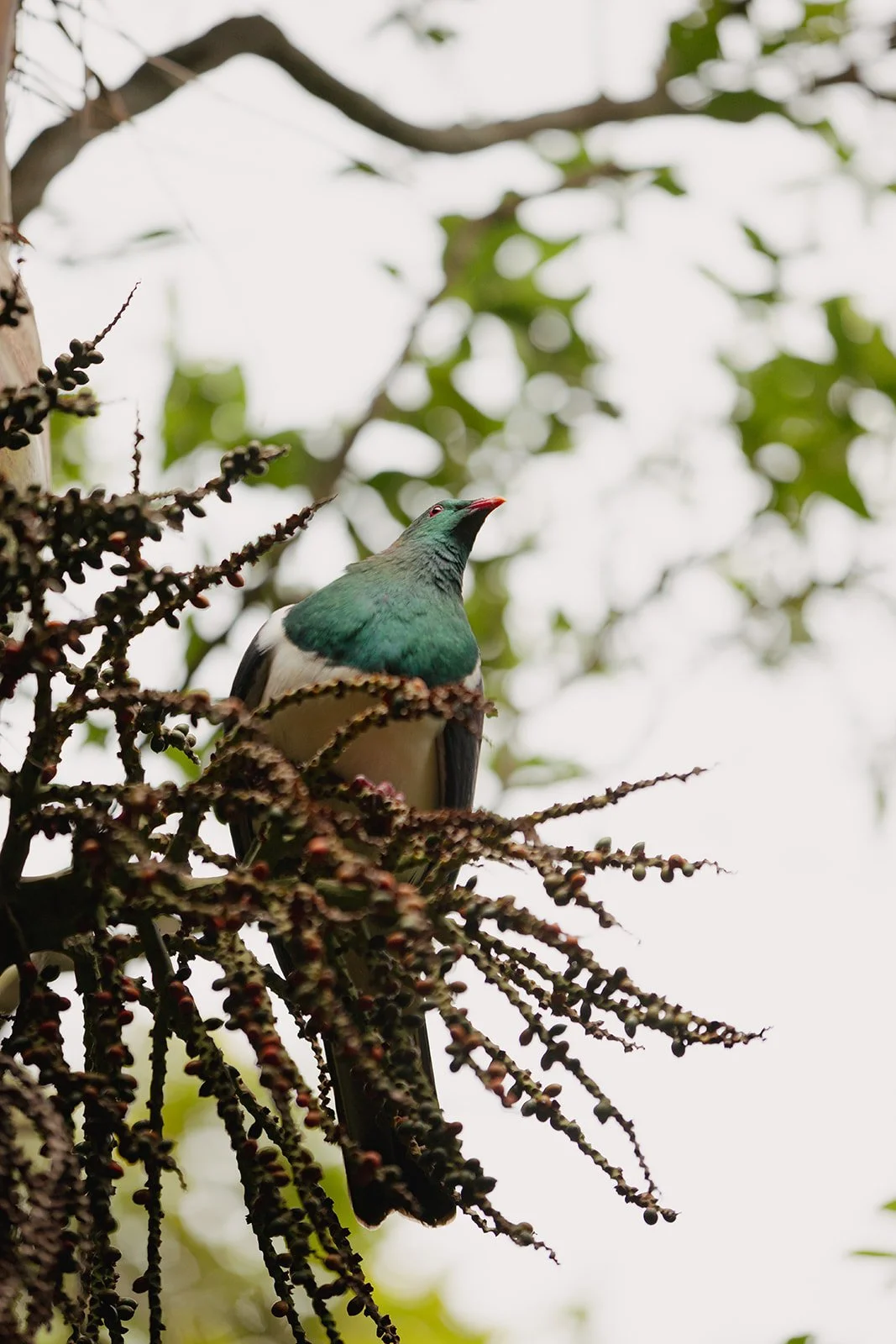 A native wood pigeon (kereru) perched on a tree branch with green and black leaves in the background.