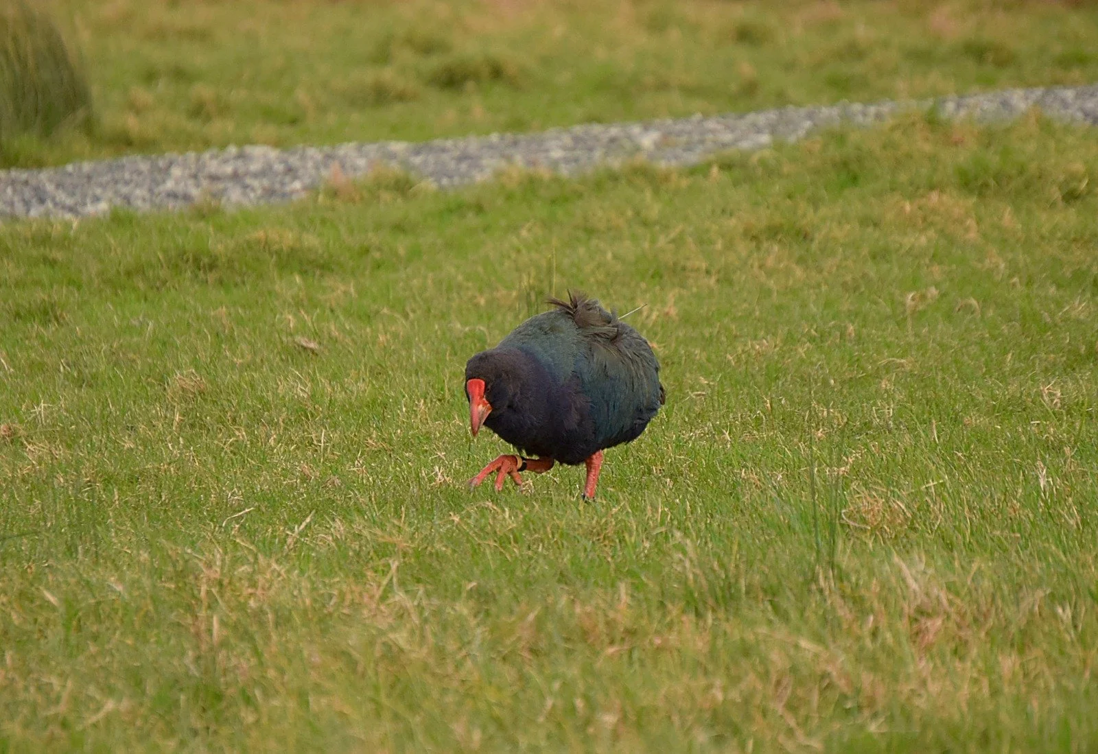 A small bird walking on green grass with a black body and red beak.
