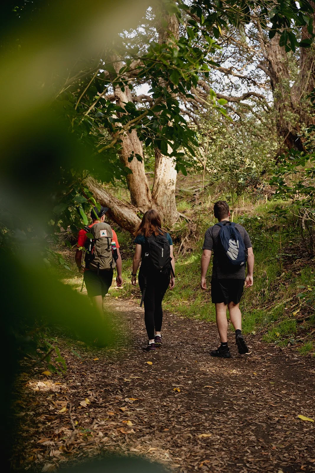 Three people walking on a dirt trail through a forest, carrying backpacks, with large trees and green foliage surrounding them.