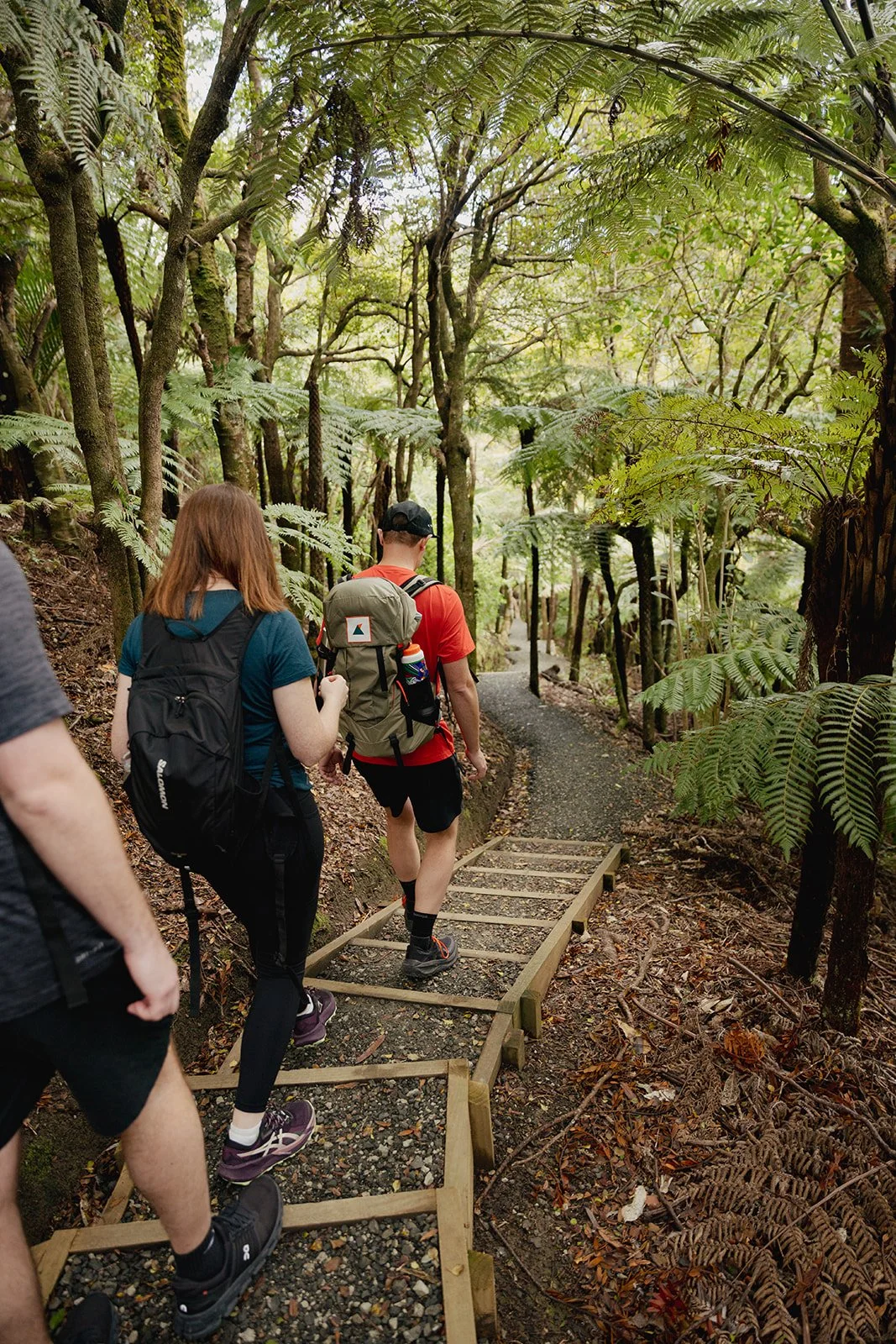 Three hikers walking on a forest trail with ferns and tall trees around them.