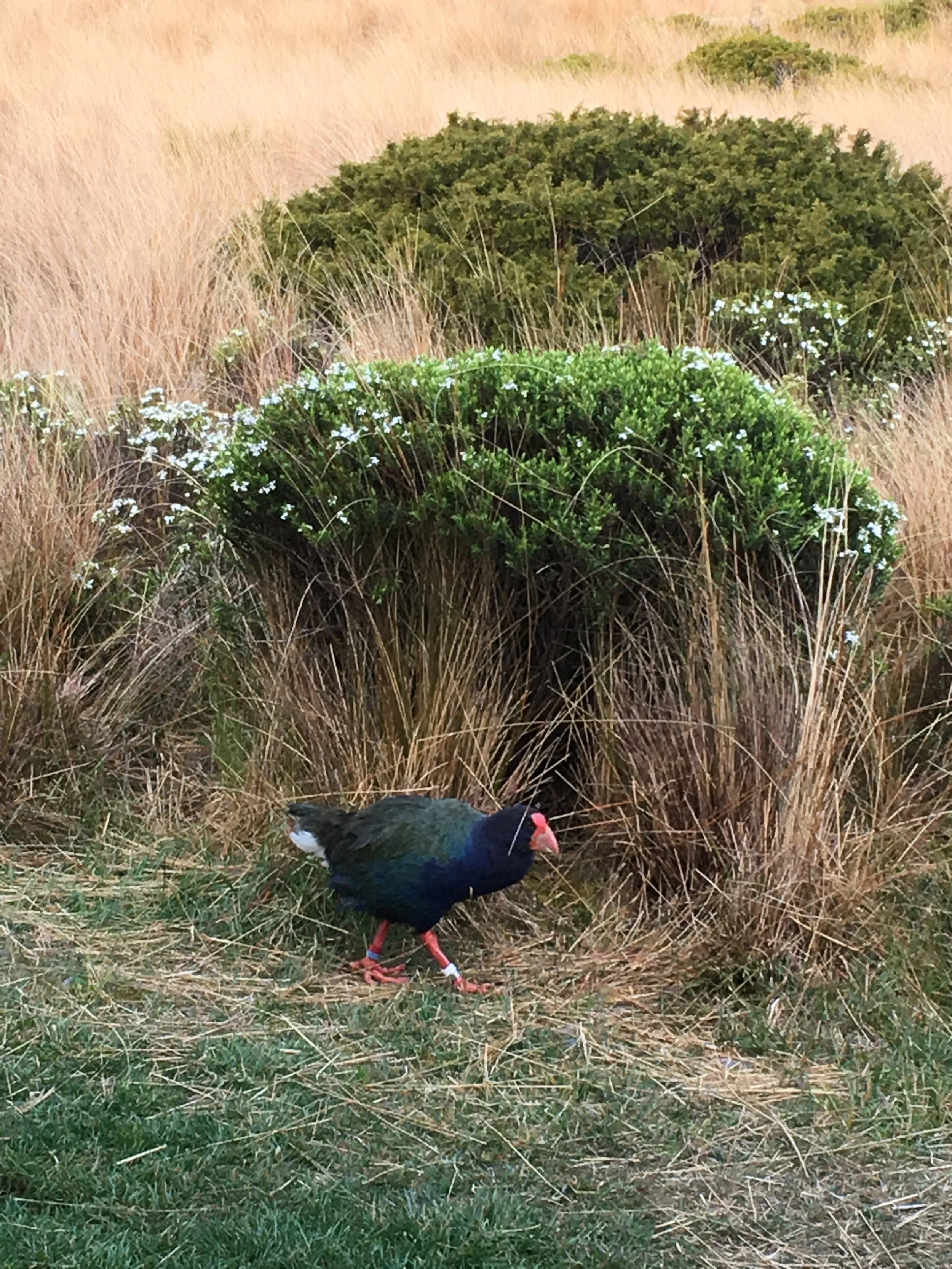 A wild takahe bird with black, blue, green, and red feathers standing among tall grass and plants in nature.