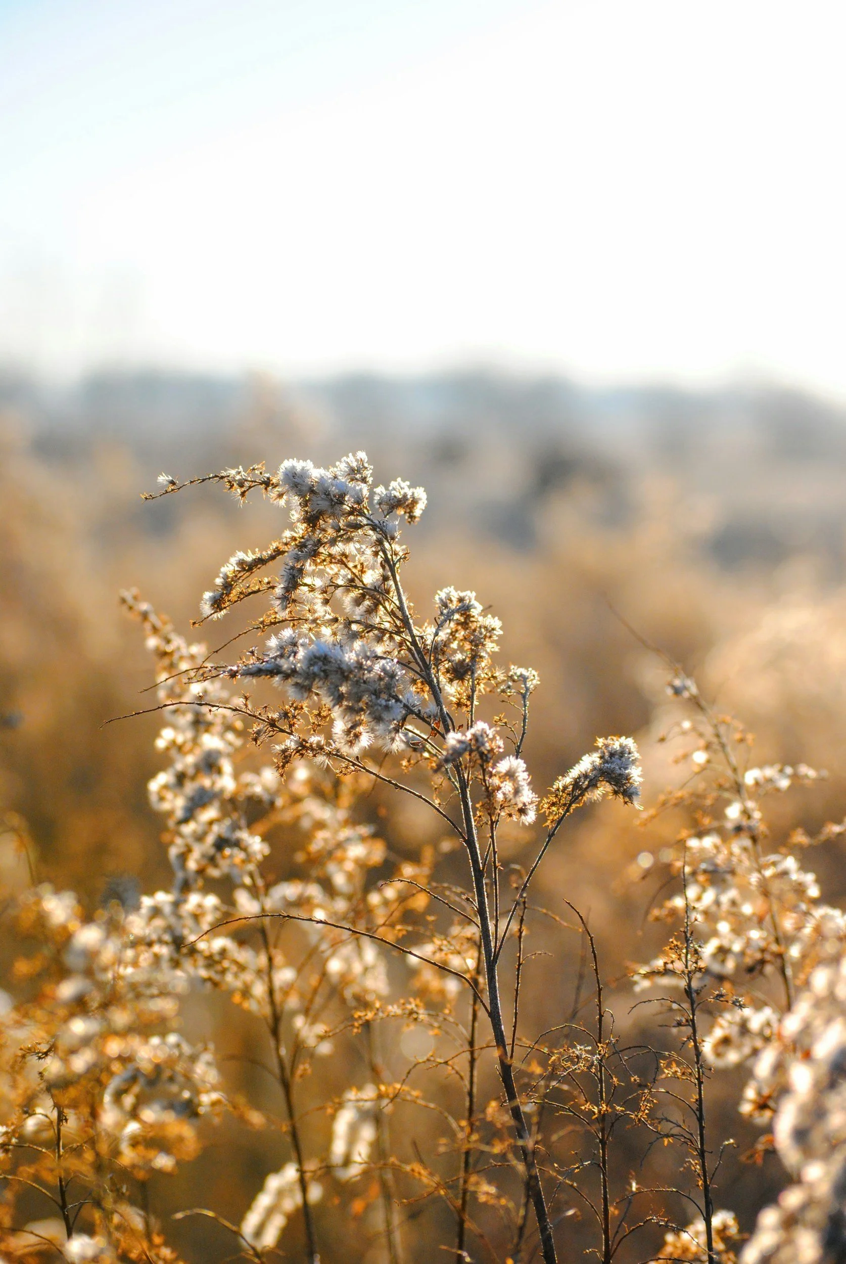 Dry, weathered plants with small, white, fluffy seed heads, backlit by warm, golden sunlight in a natural outdoor setting.