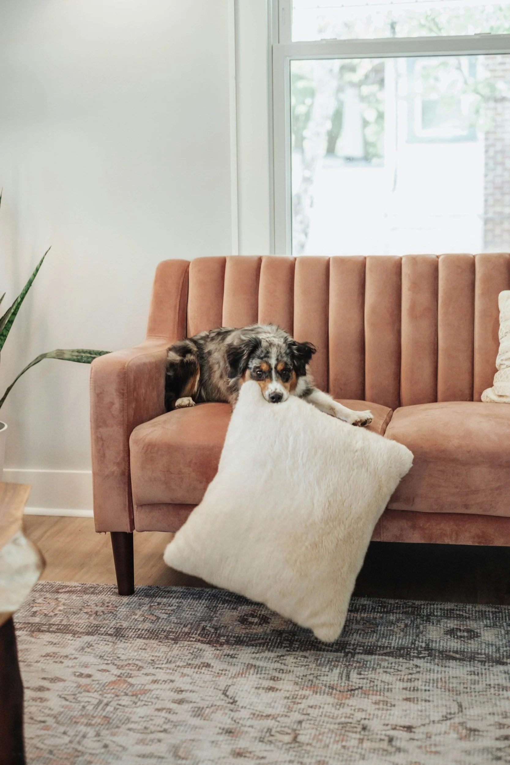 Cozy dog on couch with pillow