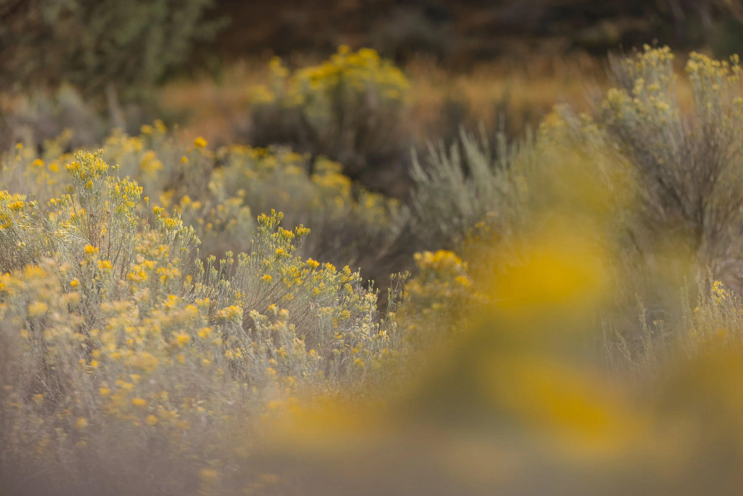 Blurred image of yellow wildflowers and green foliage in a natural outdoor setting.
