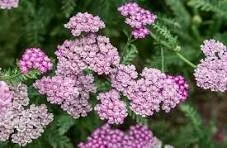 yarrow.jpeg