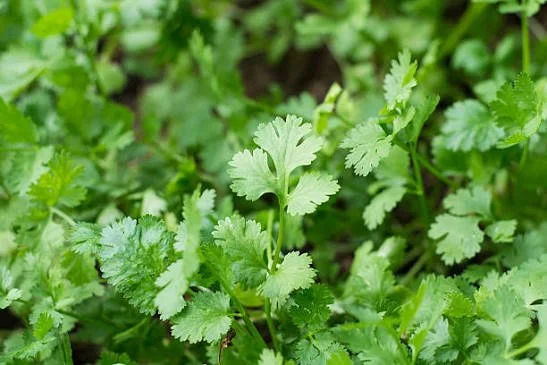 Herbs