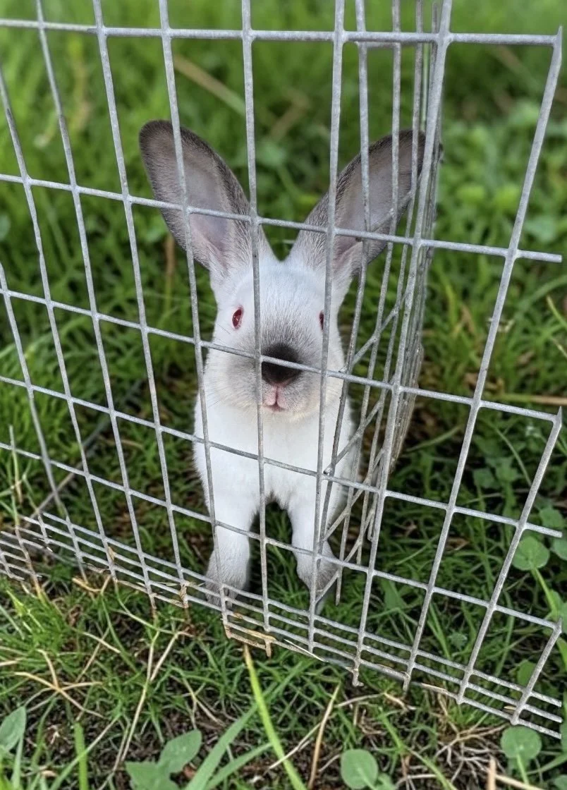 Californian Rabbit