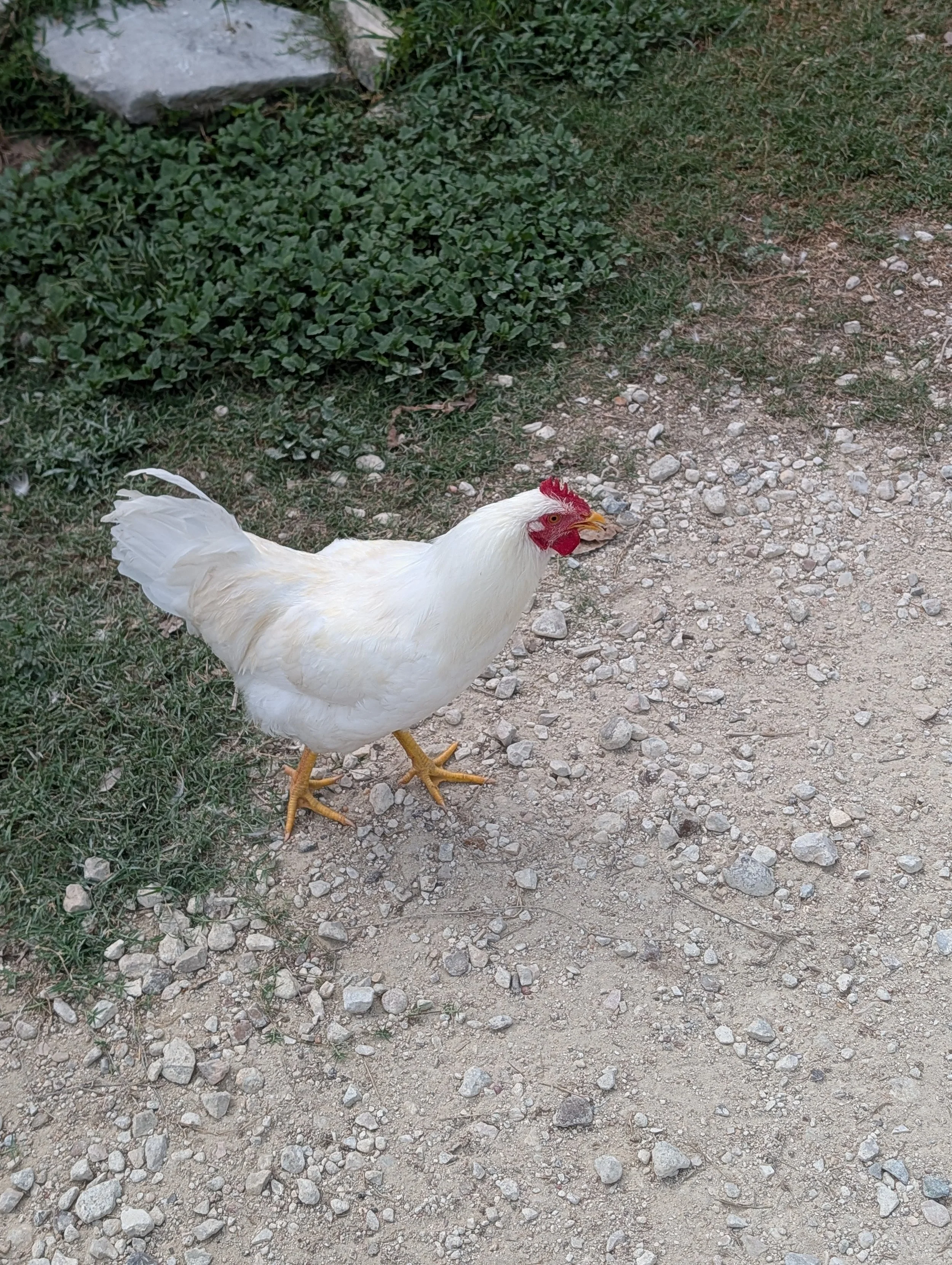 Chicken Eggs