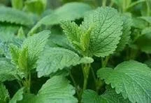 lemon balm.jpeg